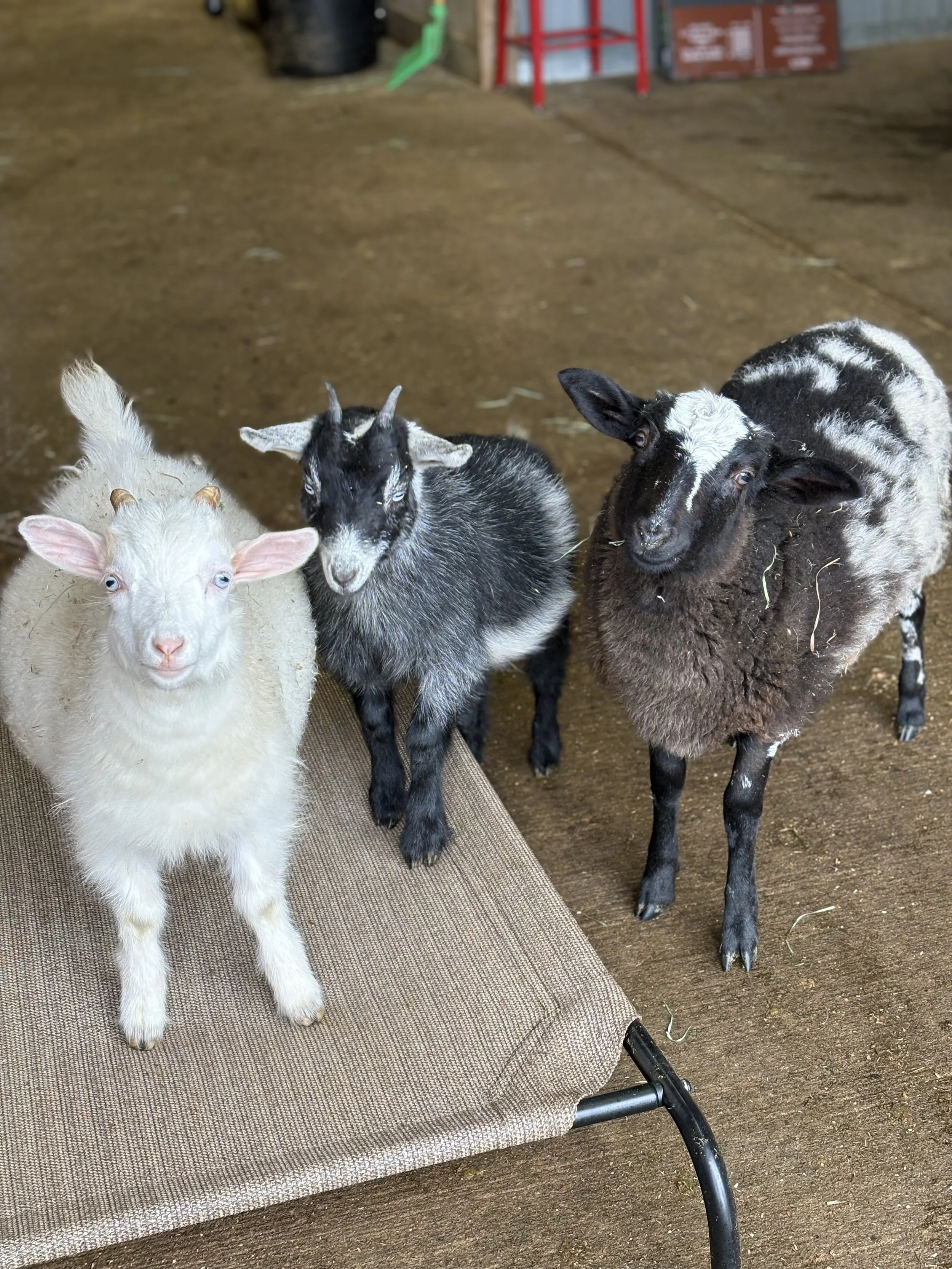  Merlin, Piper & Penelope   
Meet the cutest little trio!  Merlin, a fainting goat cross, Piper a Pygmy/Nigerian Dwarf cross and Penelope, a katahdin hair sheep, have all grown up together at the rescue.  They are all around 6-8 months of age.  Penel