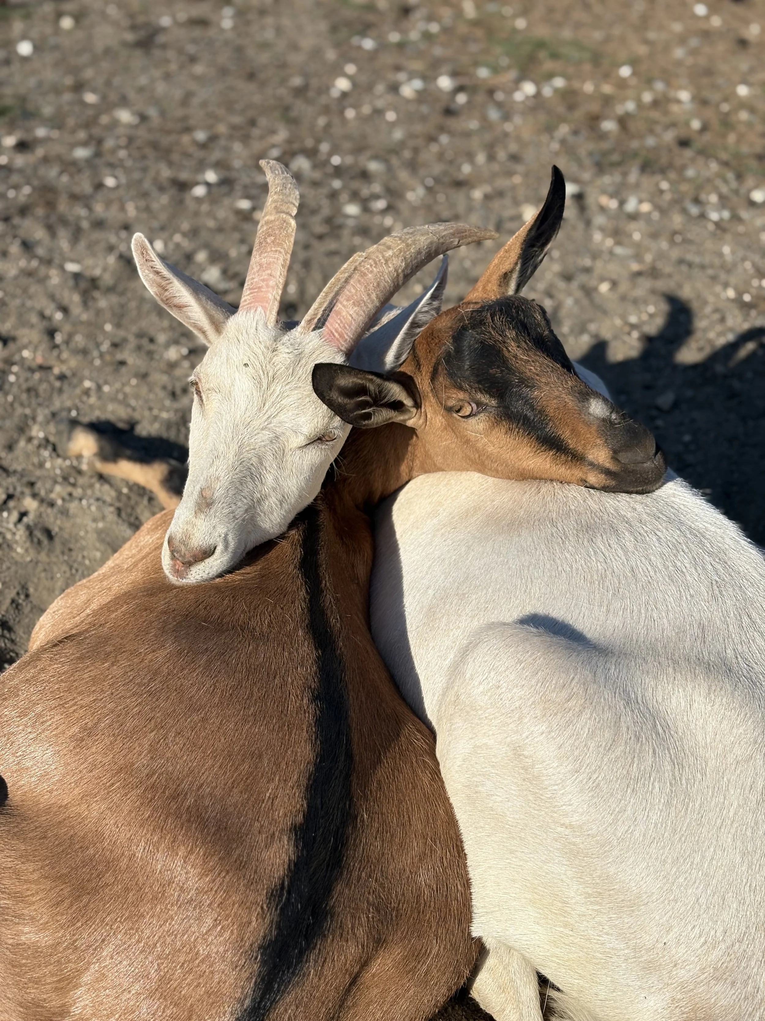  Hazel & her son Henry   
Hazel & Henry are such a sweet mother/son duo.  Hazel is a petite and super sweet young mom who came to us from a slaughterhouse just days before she gave birth to Henry.  Henry had a tough start to life and we worked around