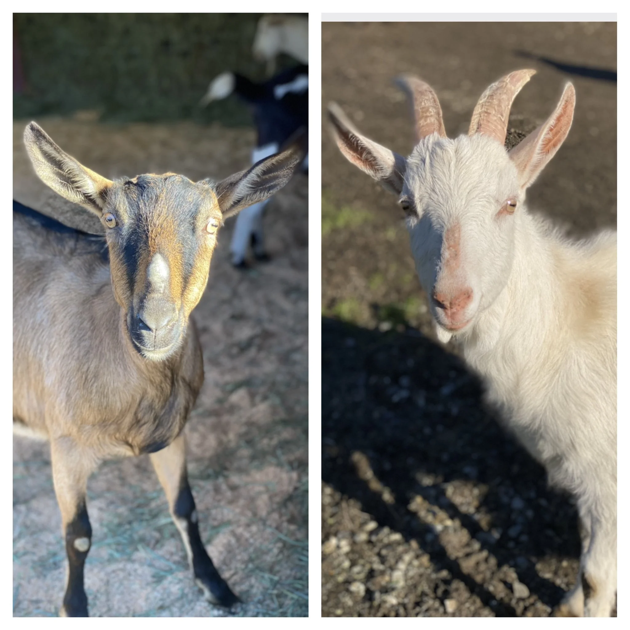  Hazel & her son Henry   
Hazel & Henry are such a sweet mother/son duo.  Hazel is a petite and super sweet young mom who came to us from a slaughterhouse just days before she gave birth to Henry.  Henry had a tough start to life and we worked around