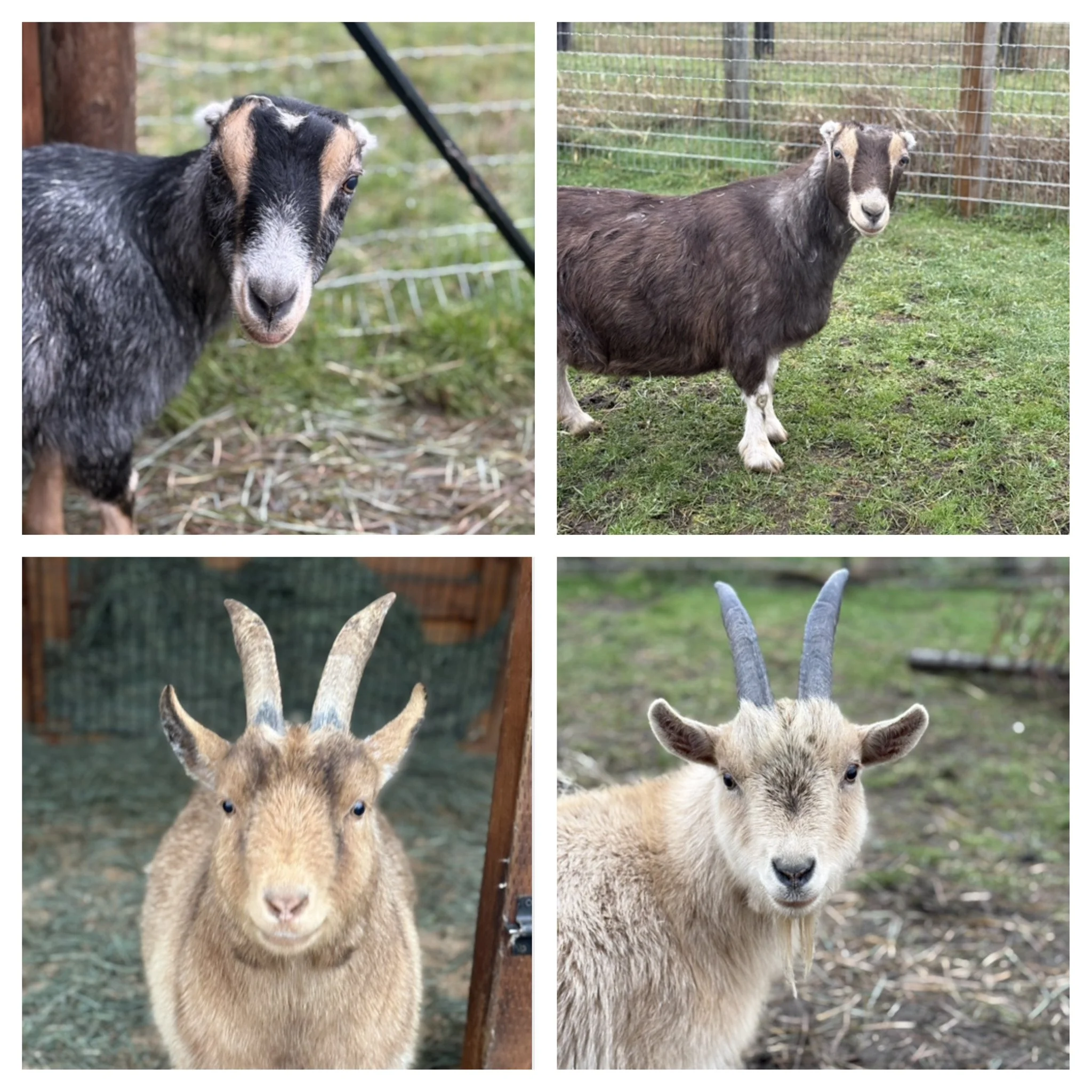  Bridget & Family   
Meet Bridget, her sister Carmen & her boys Murphy & Tate.  We rescued Bridget, Carmen and their mom from a meat broker.  Bridget was a few weeks pregnant at the time and had he adorable boys at the rescue a few months later.  Bri