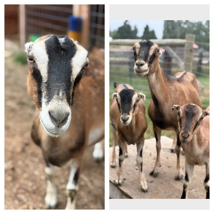  Sabine, Maren & her kids   
Sabine & Maren are 2 middle age Lamancha does that we rescued when they were bought by a meat broker then heading to slaughter.  Maren was full term pregnant and give birth to her twins, Matilda & Miles just 3 days after 
