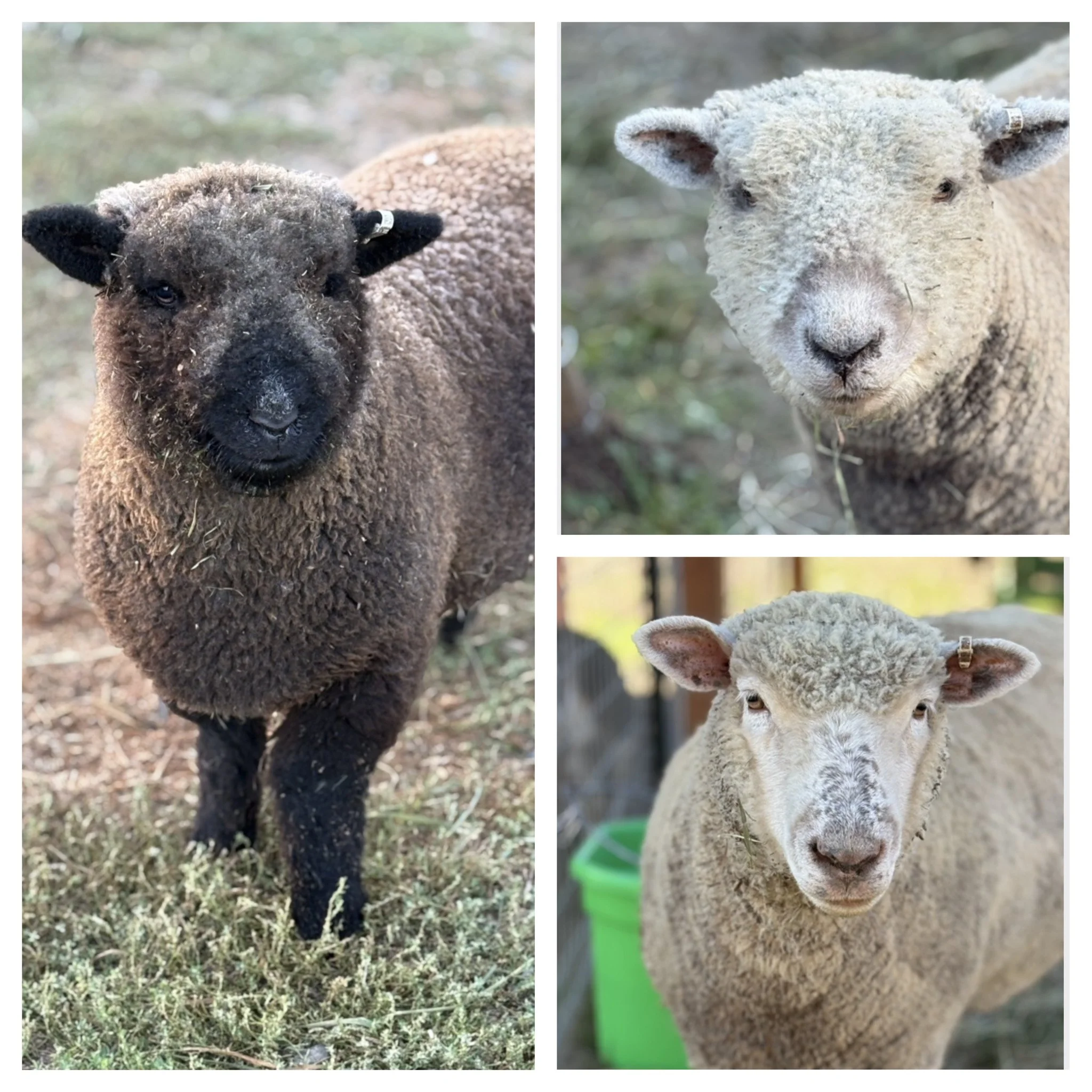  Babydoll sheep   

Meet Teddy & Barnaby, Babydoll wethers (neutered males) and their BFF, Olive, a Southdown ewe.  The trio are all around 2 years old and we saved them before they were sent to auction.  They were family pets and once they settle in
