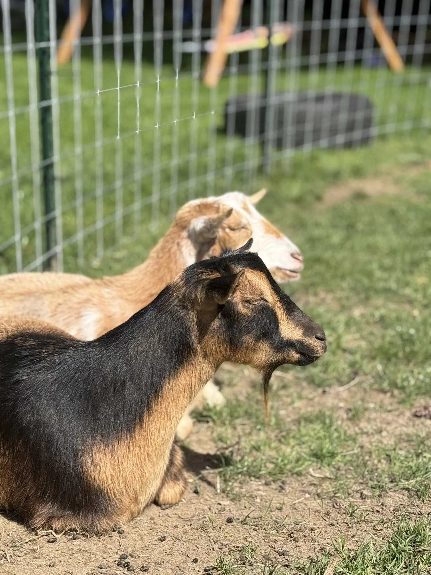  Tess & Timmy  
Tess & Timmy are a bonded pair of Nigerian Dwarfs who are in need of a new home after their family has experienced some major life changes.  Tess is around 6-7 years old and Timmy is around 3.  They are easy going, sweet and very bond