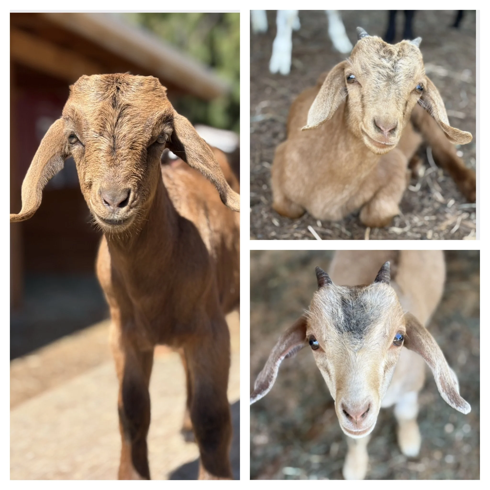  Lucy, Lulu & Linc   
These adorable, full of personality triplets will be ready for their new home in mid June.  The trio has been bottle raised at the rescue since they were just a couple days old.  They are 1/4 Oberhasli, 1/4 Lamancha, 1/2 Boer an