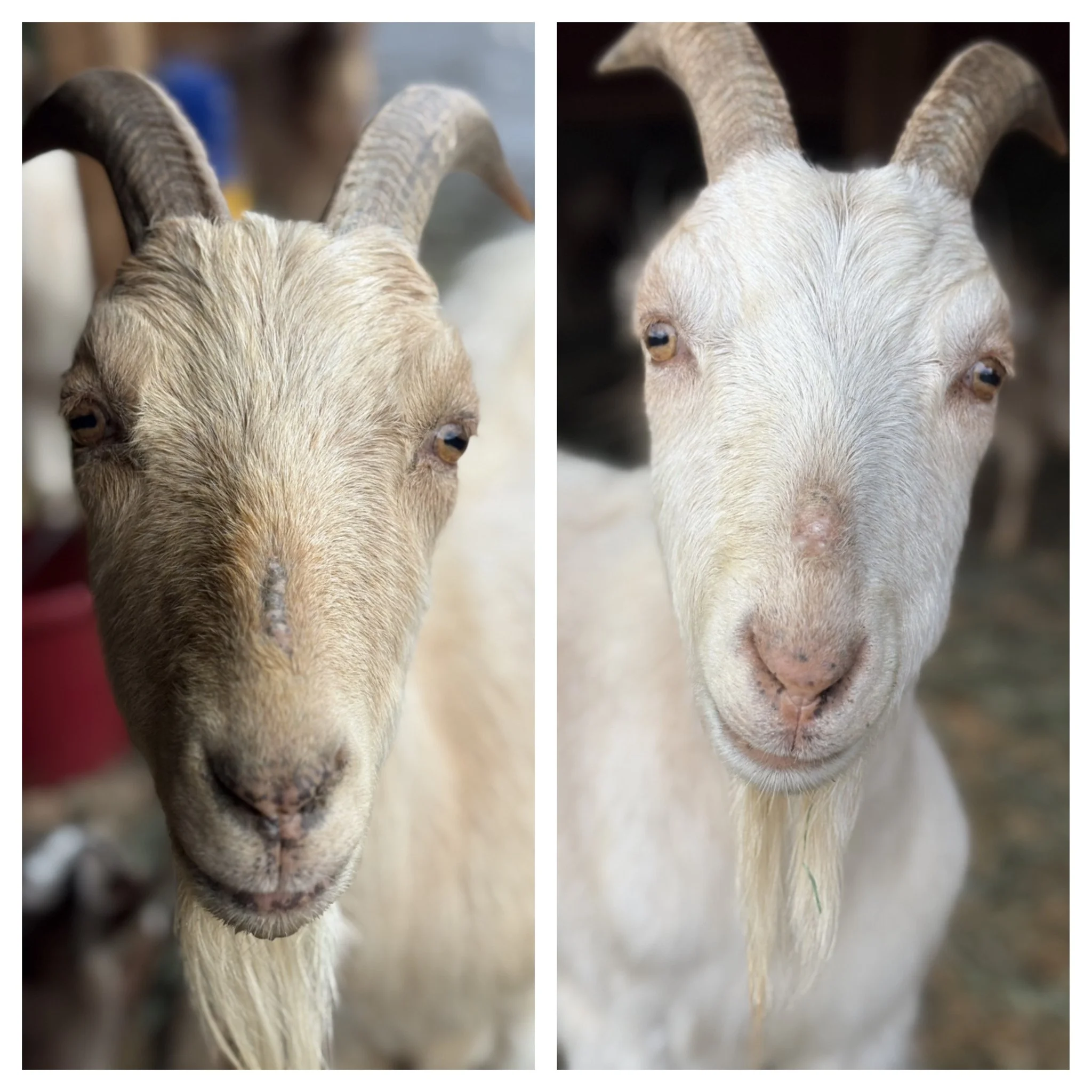  Cooper & Colt    
These handsome twin boys are 2 years old and have been bottle raised at the rescue.  Cooper had rickets when he came to us and after months in different braces and chiropractic therapy, he improved.  He has one back leg that can st