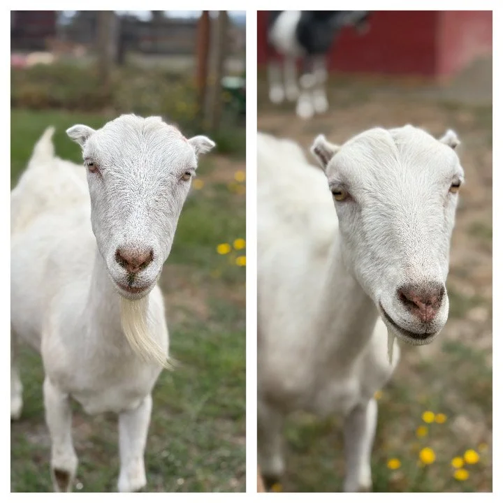  Elsie & Eliza   
Elsie and Eliza are two beautiful Lamancha cross does.  We believe they are mother and daughter.  We saved the girls from being sold to a local butcher.  Both were former dairy goats.  Elsie is super sweet and social.  Eliza is a li