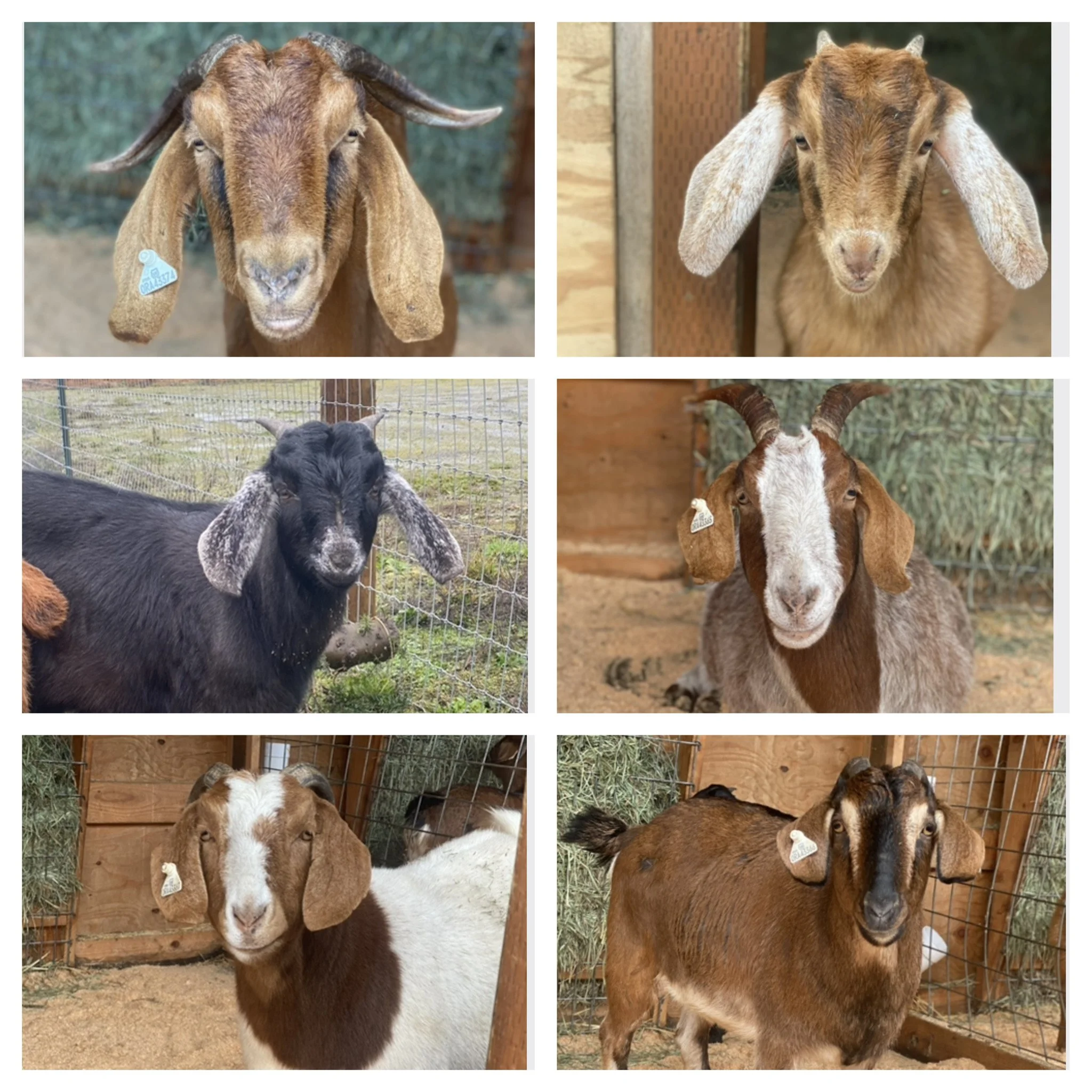  The Survivors!   
Meet Mavis and her kids Avery & William and Edith, Cora & Sybil.  The 4 girls came to us last summer after being rescued from a criminal animal cruelty case.  The girls were all emaciated and the older girls, Mavis & Edith had such