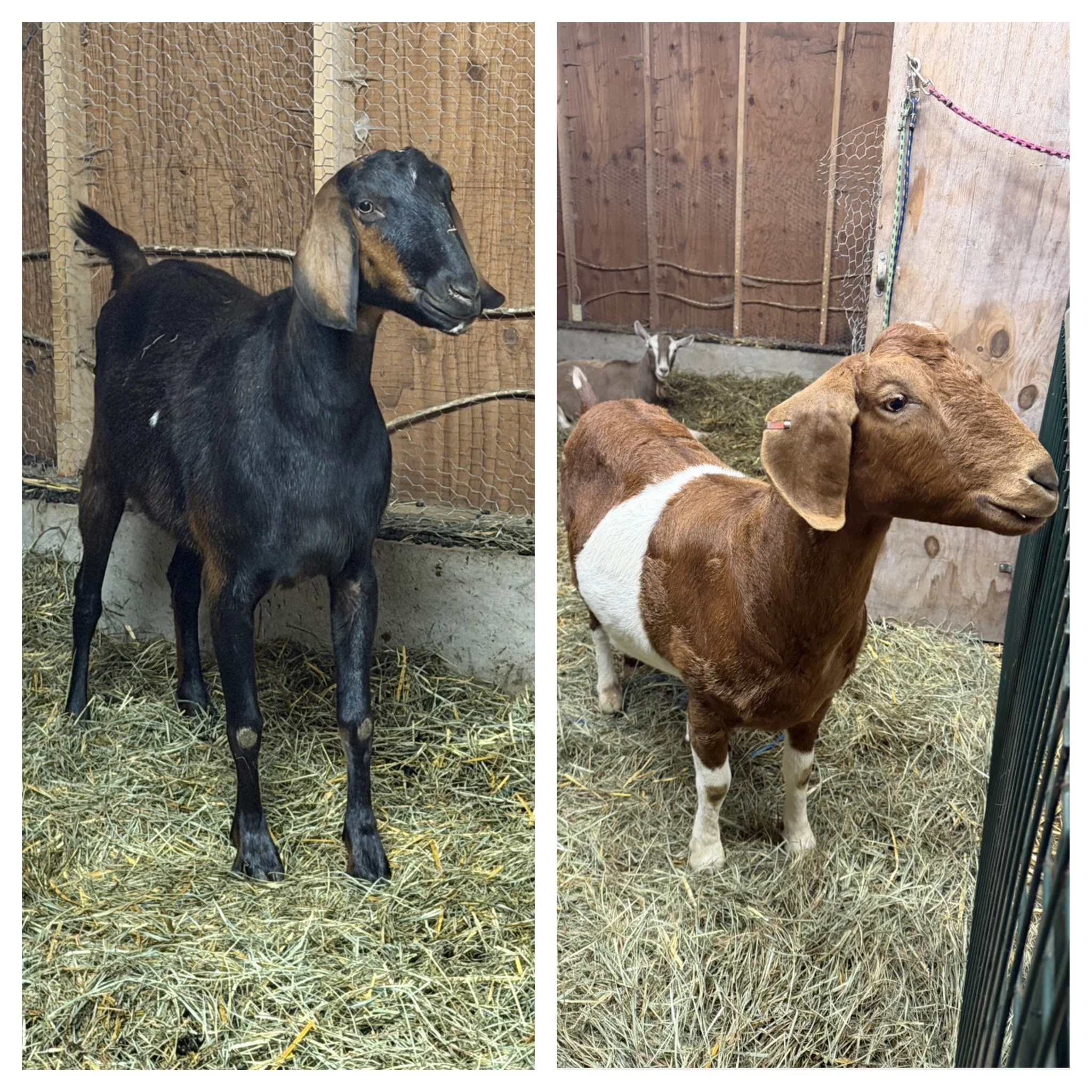  Gus & Jaq   
Gus, a Nubian and his BFF Jaq, a Boer are ~ 5-year-old wethers (neutered males) that we rescued from a slaughterhouse a few years ago.  They have been in a loving adoptive home but they family is experiencing some unexpected life change