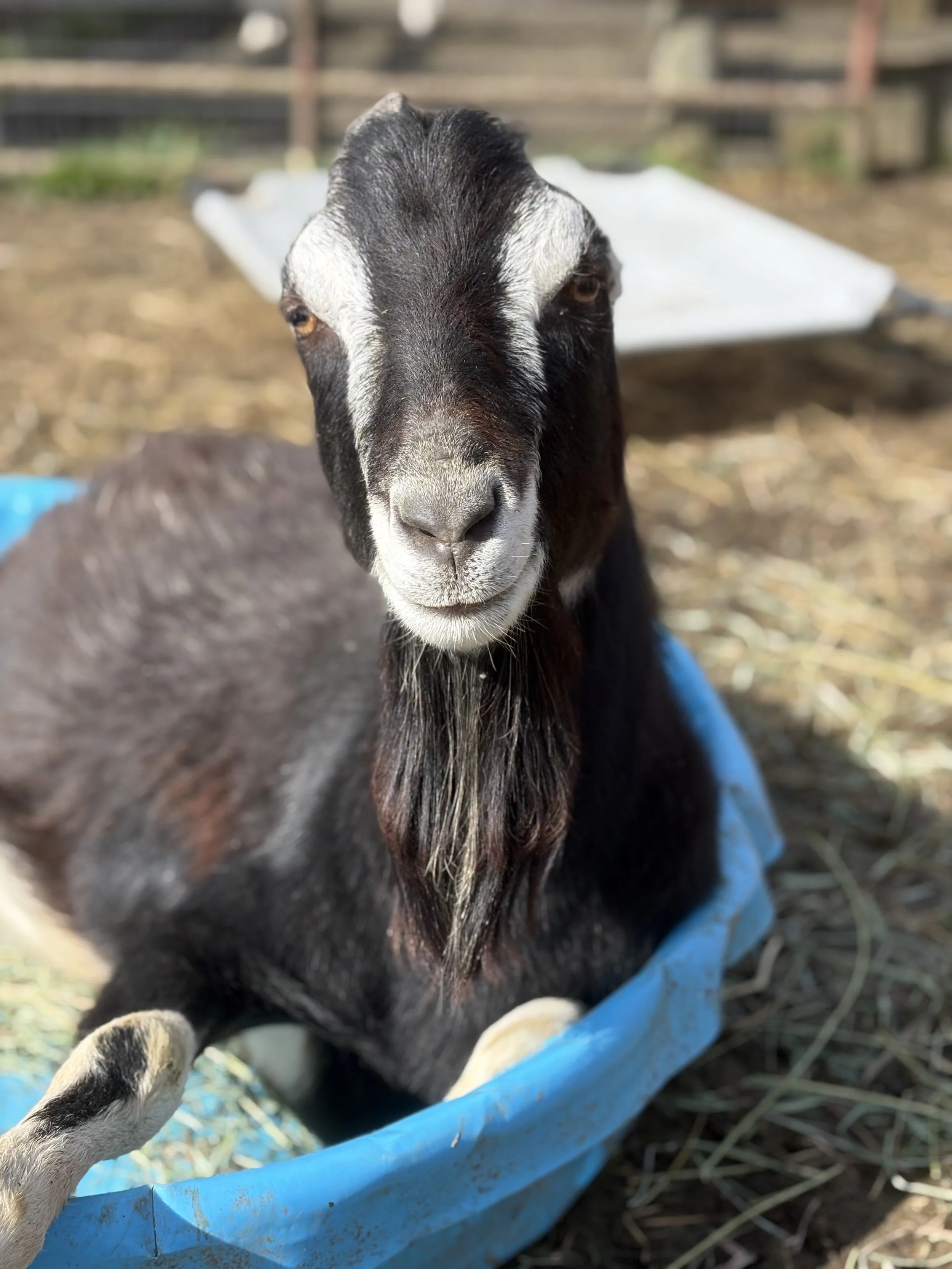  Pepe   
Pepe is a handsome, young Lamancha who came to us from a local humane society after he was found as a stray.  He arrived as a buck and was neutered soon after but he still has that handsome beard.  He is social and full of personality, a typ