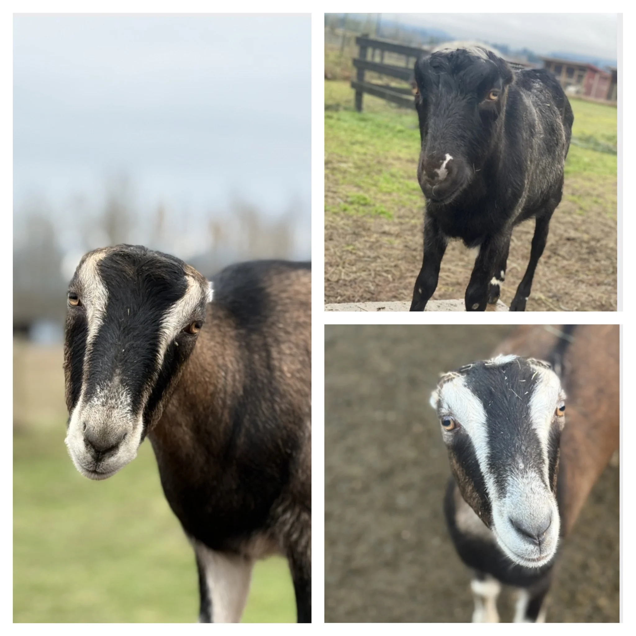  Olive, Kingston & Margot   
These beautiful, sweet triplets will be 2 years old this spring. They came to the rescue with their mom when they were just babies.  Their senior mom passed away recently but the trio are doing well.  They are incredibly 