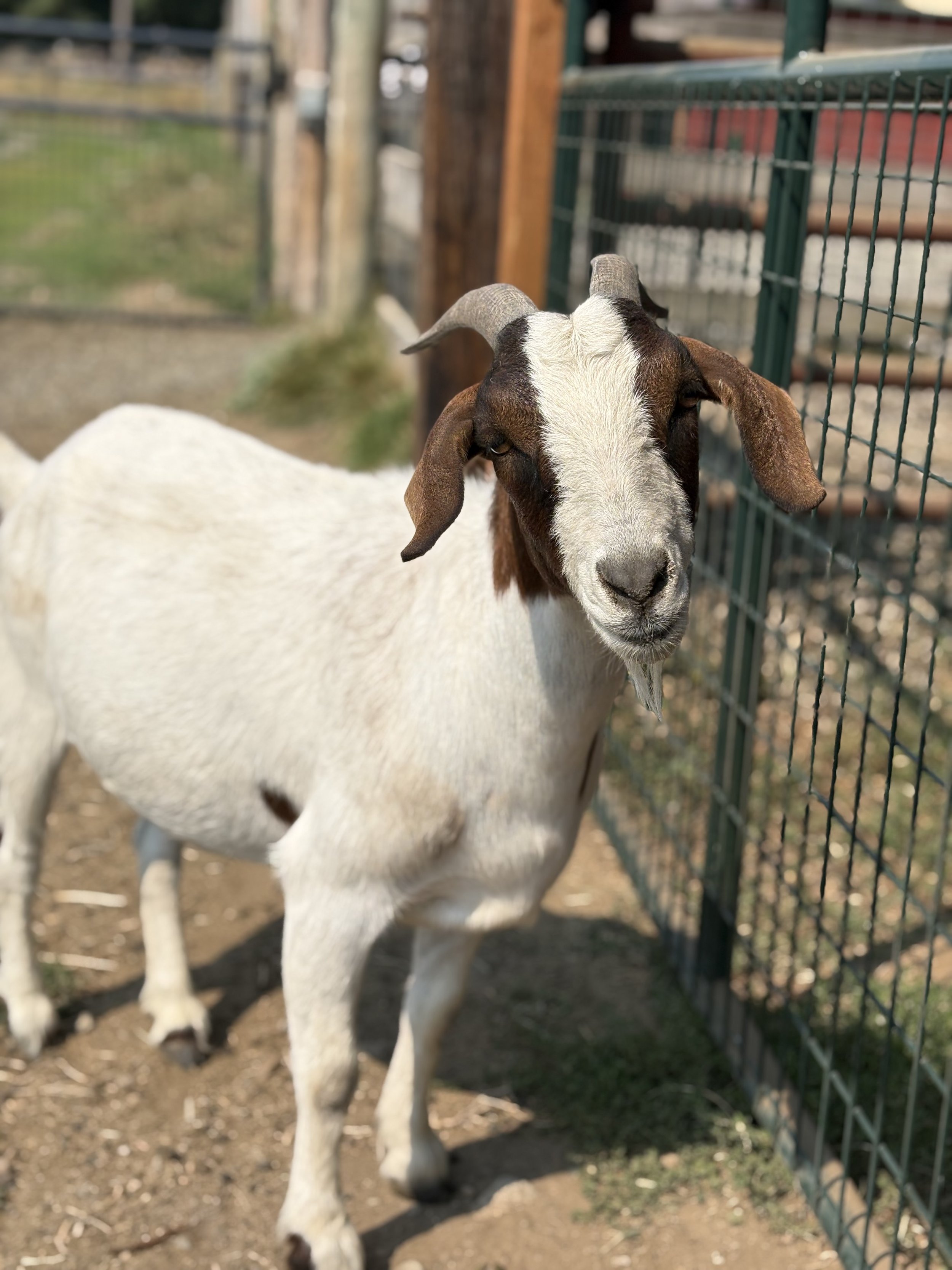  Molly  
Molly is an almost 4 year old Boer cross who may be small in size but she has a big personality!  Molly is sweet and easy to handle and she is very spirited and playful. She has been known to rear up at people but in a playful way.  She woul