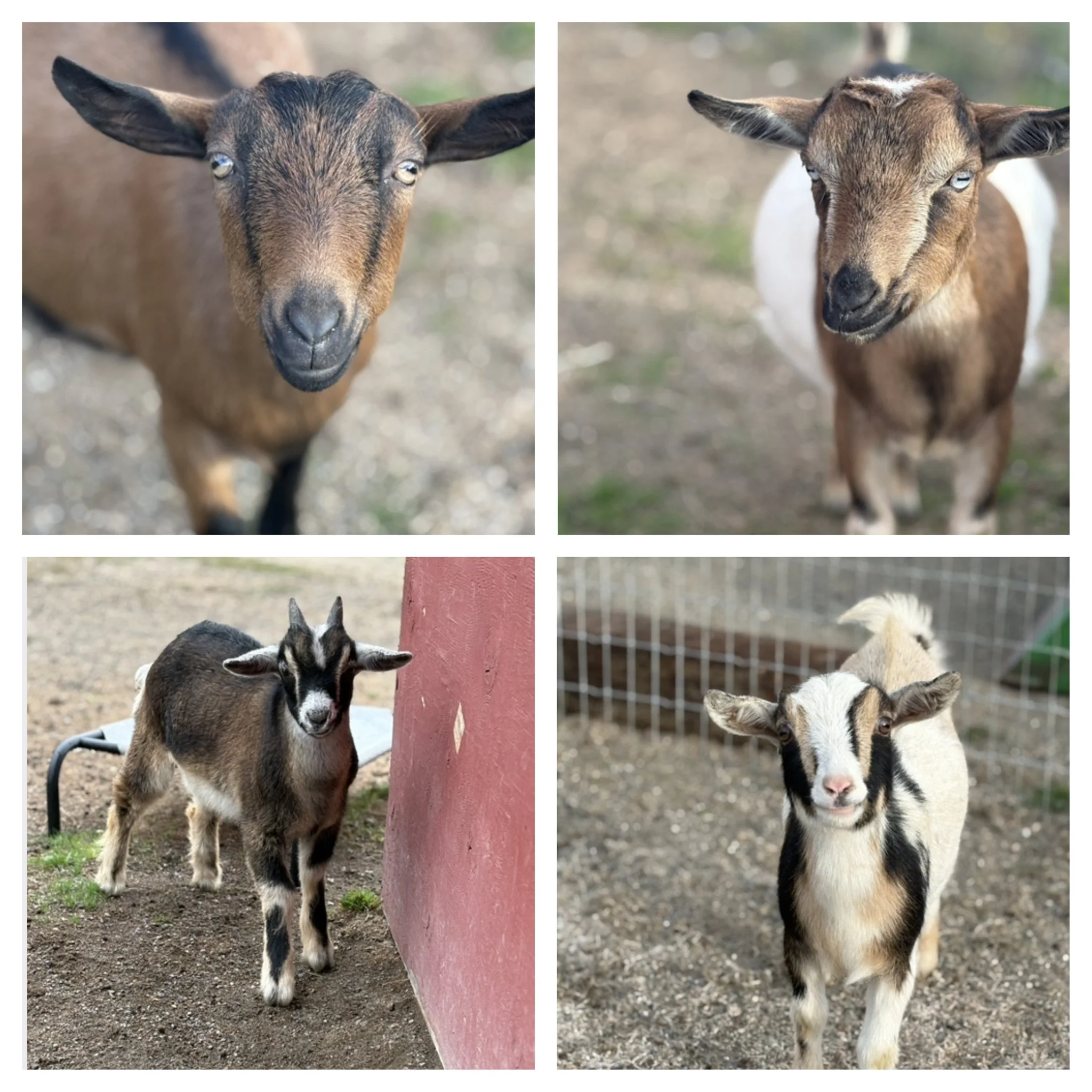  Nigerian Dwarf Kids!   
Meet Fletcher, Fawn, Freddy & Fiona.  These little group of kids is just the cutest!  Fletcher, Fawn & Fiona were rescued after they were family pets then ended up with a meat broker headed to auction.  They are incredibly sw
