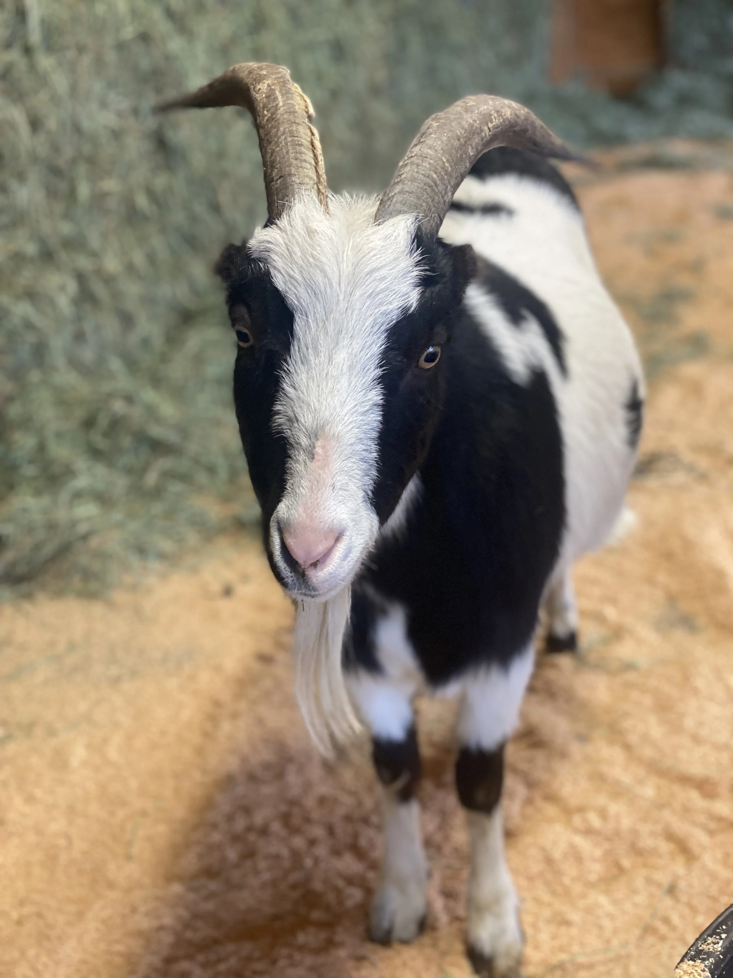  Bobo   
Bobo is a 2.5 year old Mini Lamancha who is sweet and spunky.  He was born at the rescue to a mom we rescued from a neglect situation.  He was supplemented with a bottle as him mom had mastitis so he is very friendly with people.  His mom pa