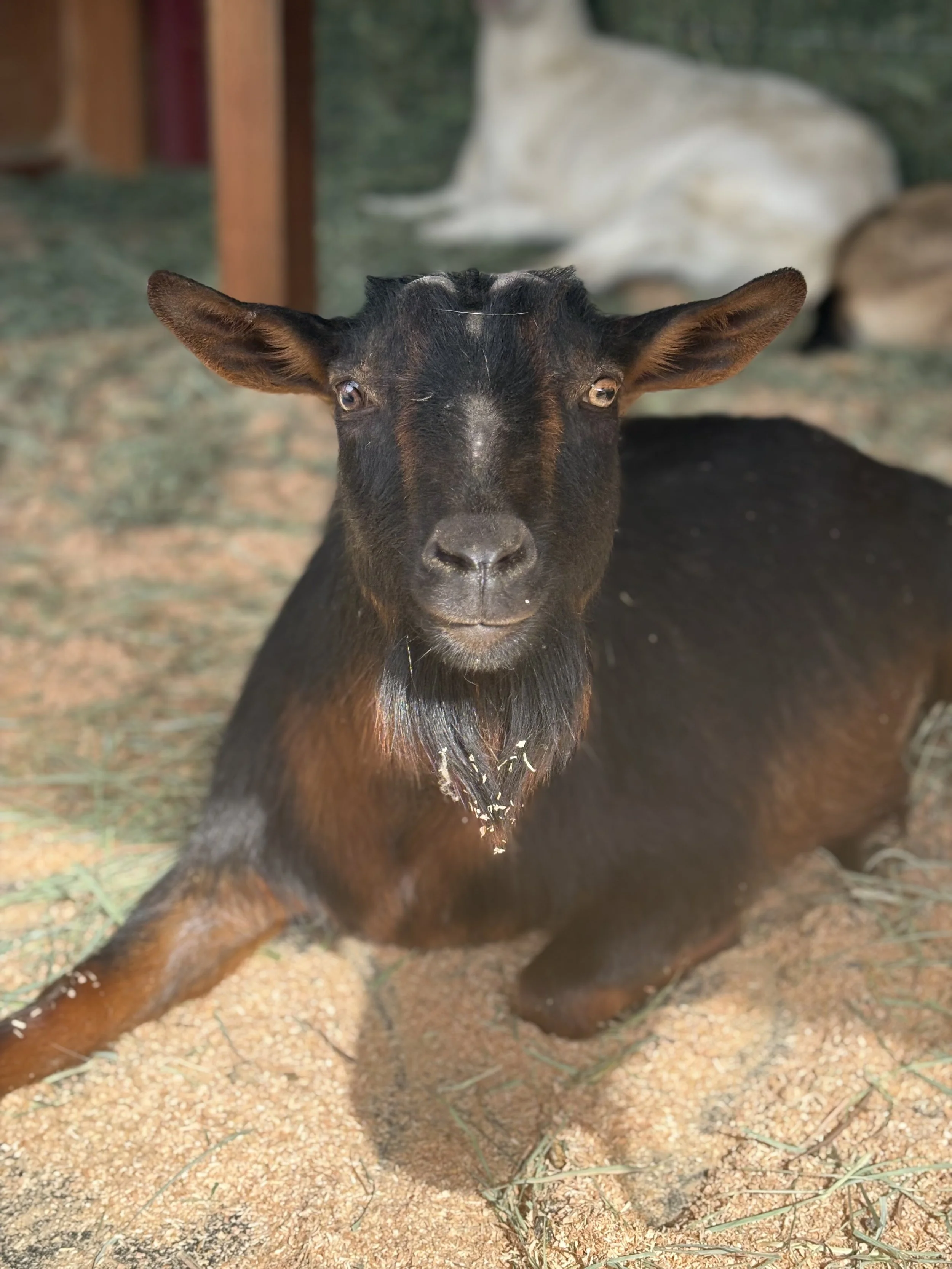  Star   
Star is a 5 year old Nigerian Dwarf doe who came to us when her owner had to move to assisted living.  Star recently had surgery for a benign mass on her ovary that was causing her to look and act like a buck.  She has made an amazing recove