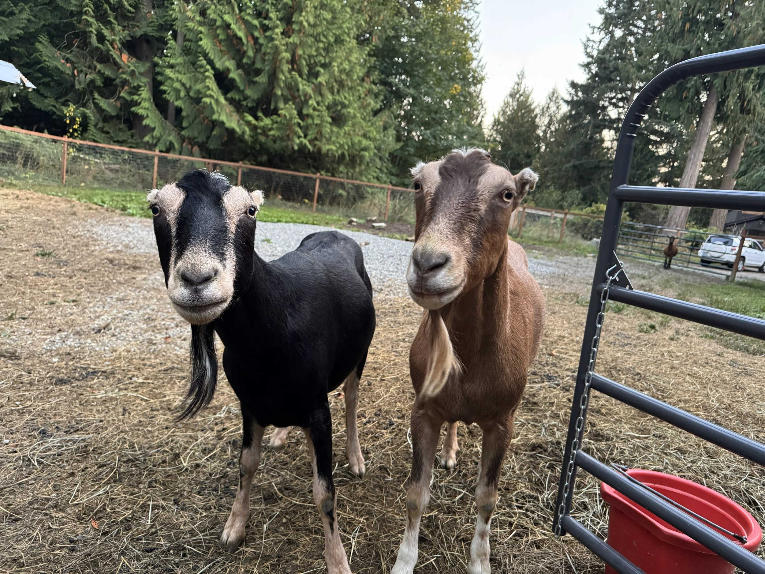  Benno & Bolt   
These 2 handsome boys will be 5 and 6 years old this year.  They were both bottle raised as babies at the rescue and are so sweet and social.  They have been in their adoptive home the past few years but their family is moving out of