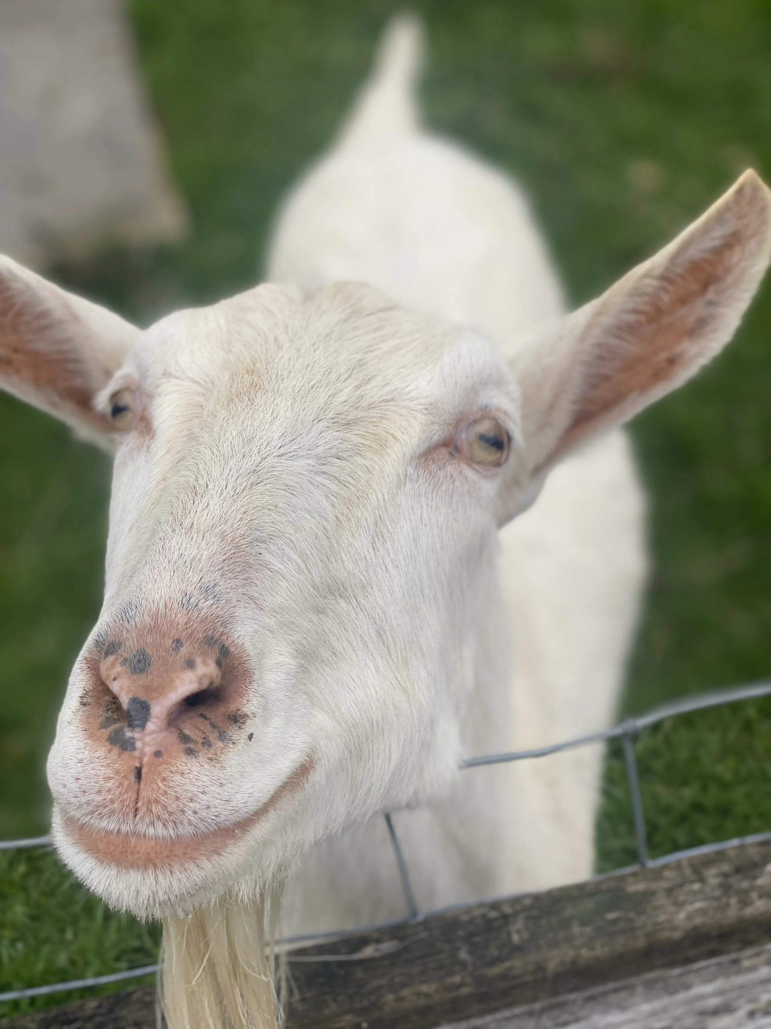  Fitz   
Fitz recently returned to the rescue after his brother passed away.  He originally came to the rescue at a couple months old after a family got newborn babies to bottle raise then didn't want them anymore.  Fitz is now 5 years old.  He is a 