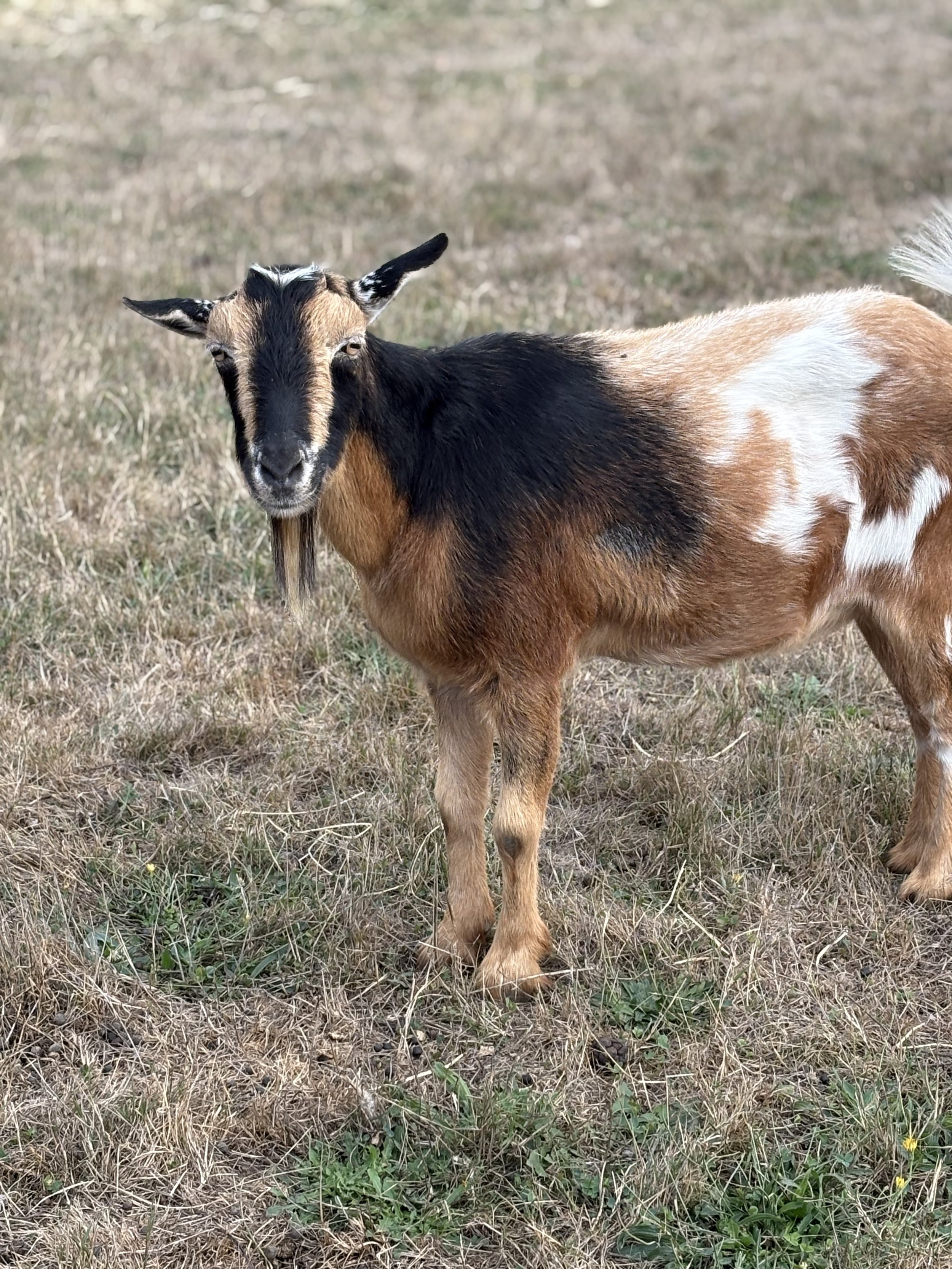  Rusty   
Rusty is a sweet, laid back, older boy (we think) who came to us via Animal Control after he was picked up as a stay.  He is a medium sized, Nigerian Dwarf cross.  He came to us very thin but is slowly gaining weight.  He loves fresh browse