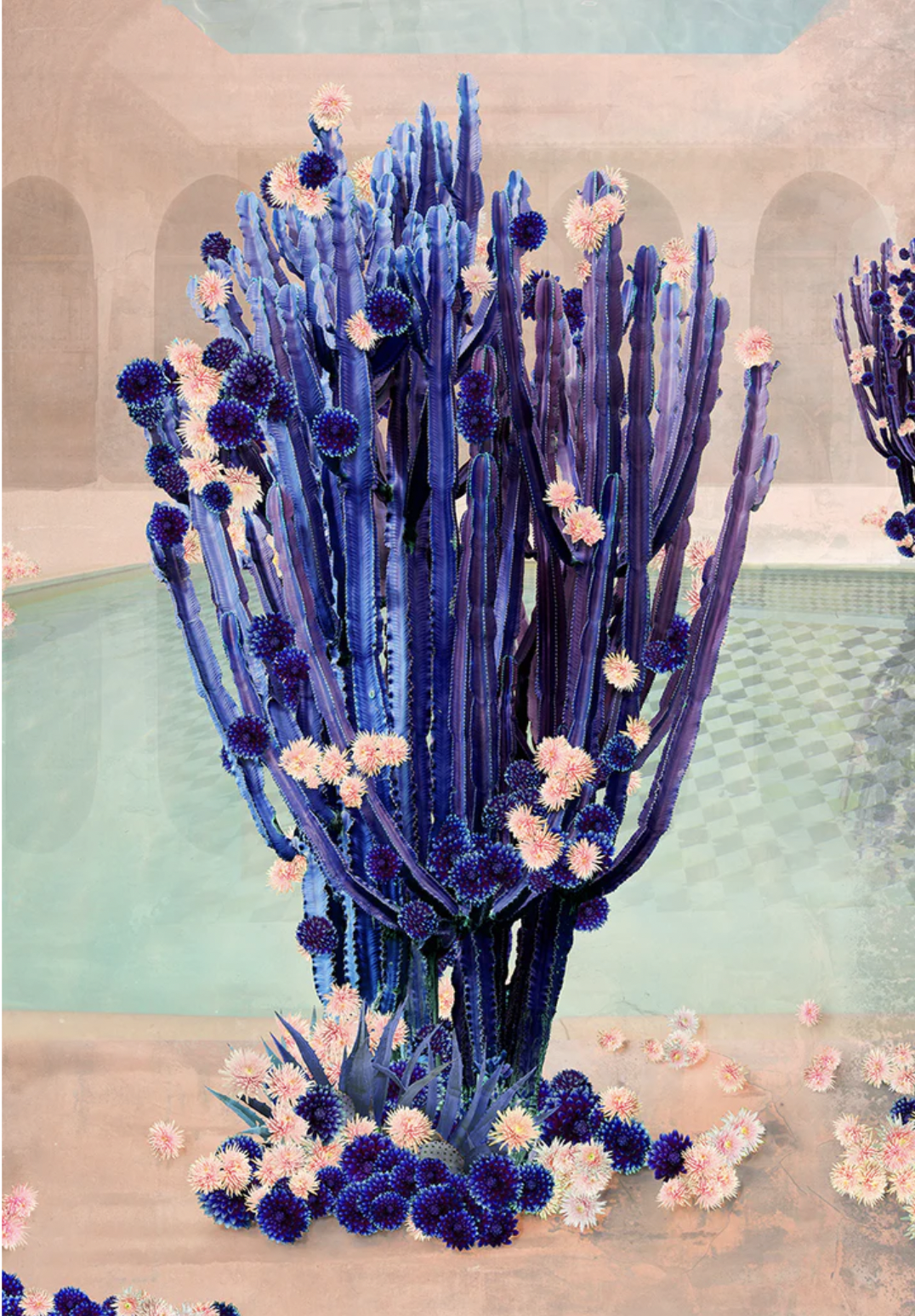 Cactus Swim.png
