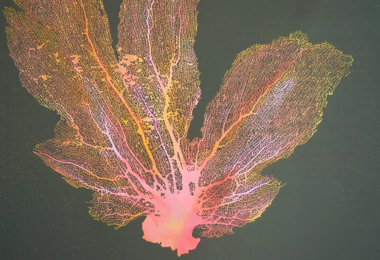 Close up sea fan.jpg