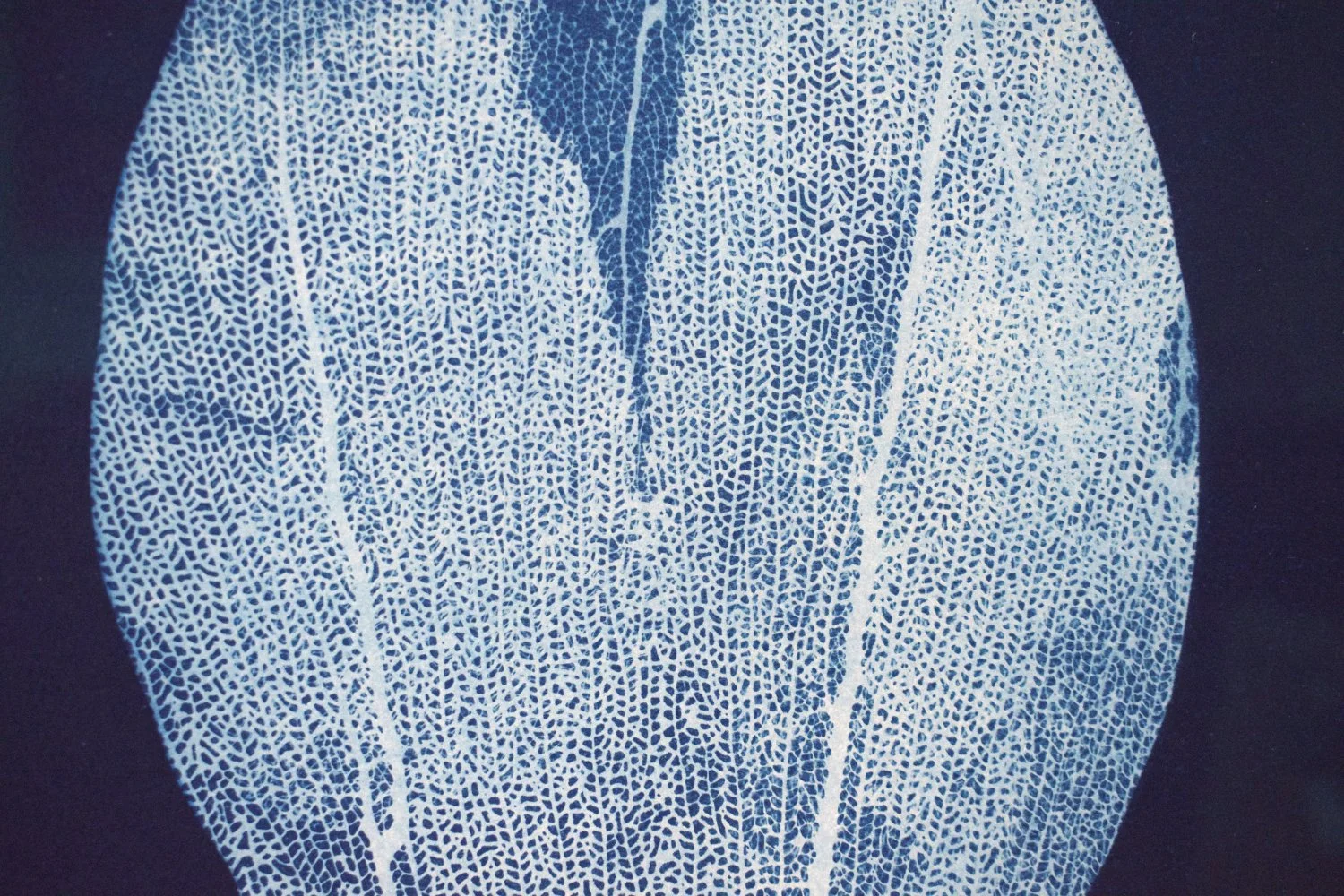 Blue close up 2.jpg