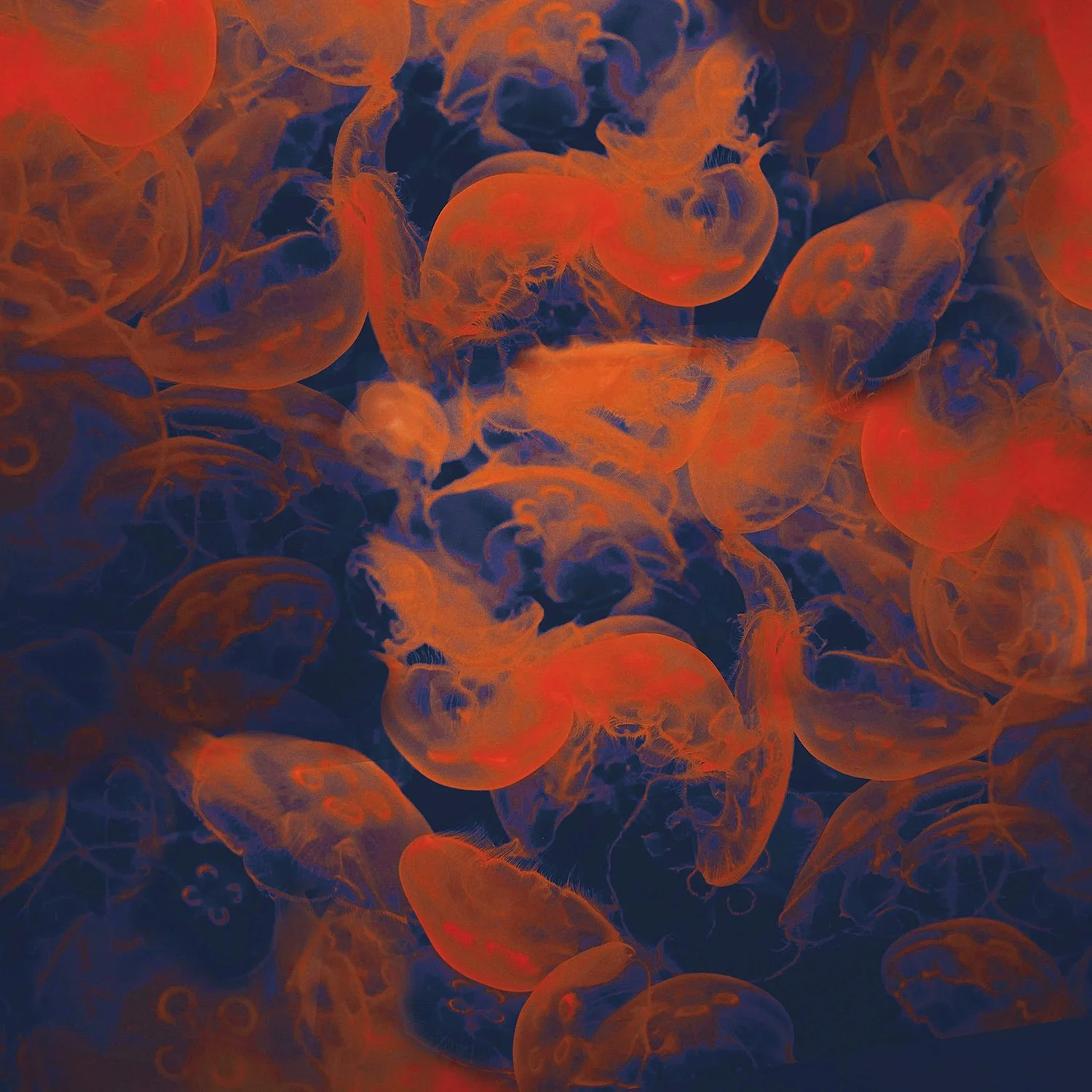 Monterey Nights tn small.jpg