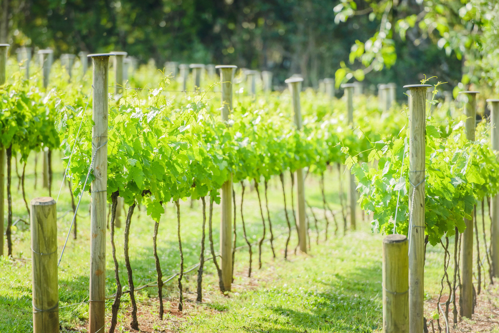 winery-tour-tamborine-mountain.jpg