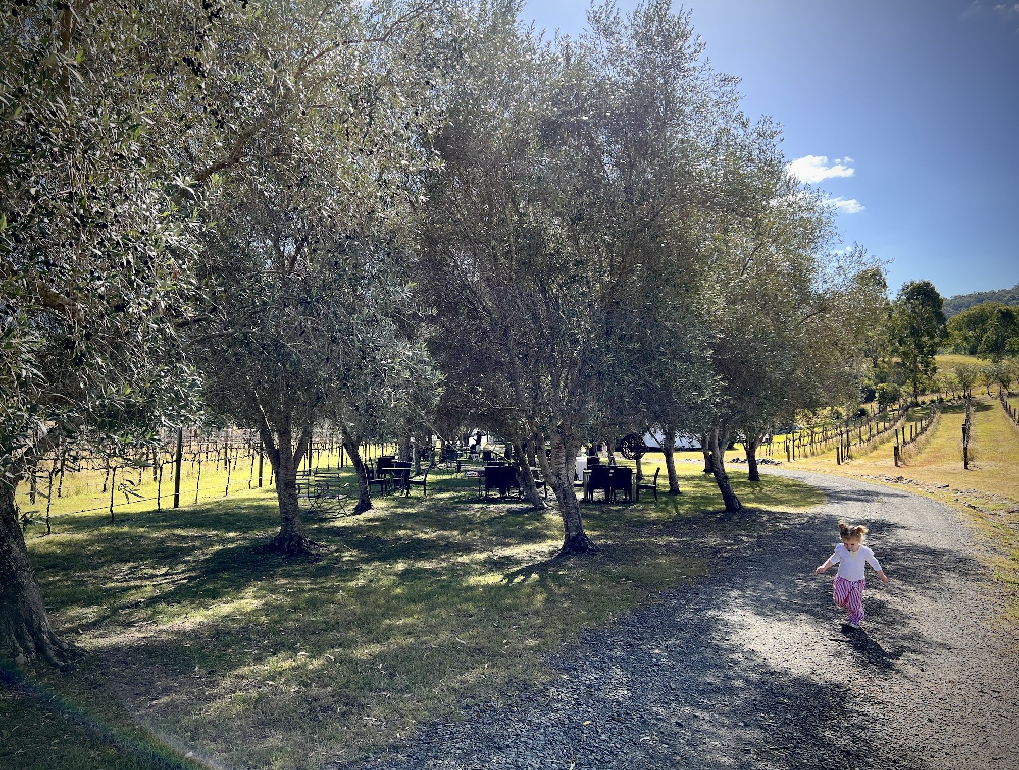 olive trees sarabah estate .jpg