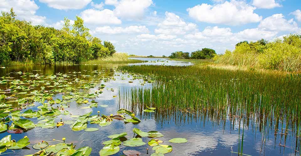 Wetland-at-Everglades-National-Park-Florida.jpg