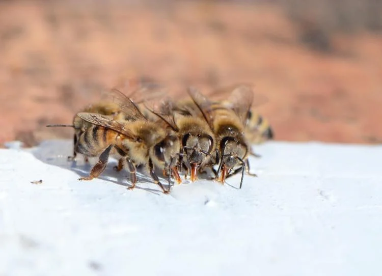 Bees Eating Honey.jpg