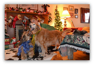 Keeping pets calm during the holidays.