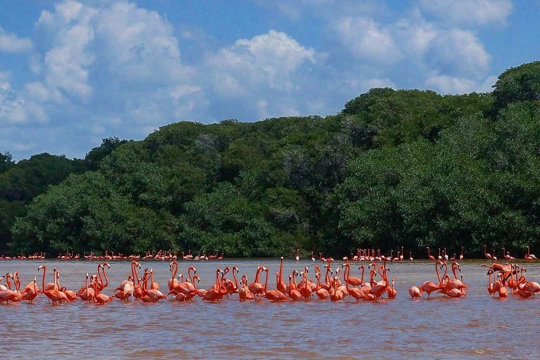 Flamingo Friday kind of day
.
#celestun #yucatan #mexico #flamingoparty #flamingo #friday #weekend