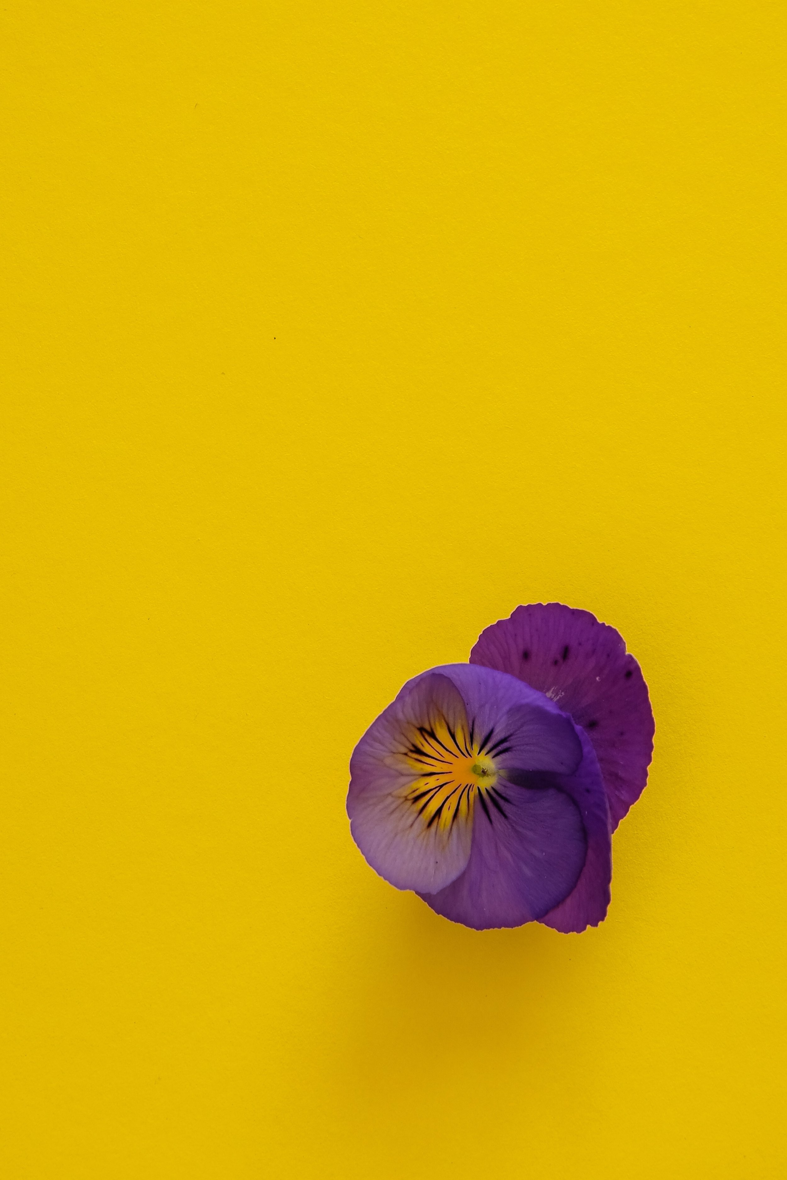 daniele-levis-pelusi-Ds_F67g60g4-unsplash.jpeg