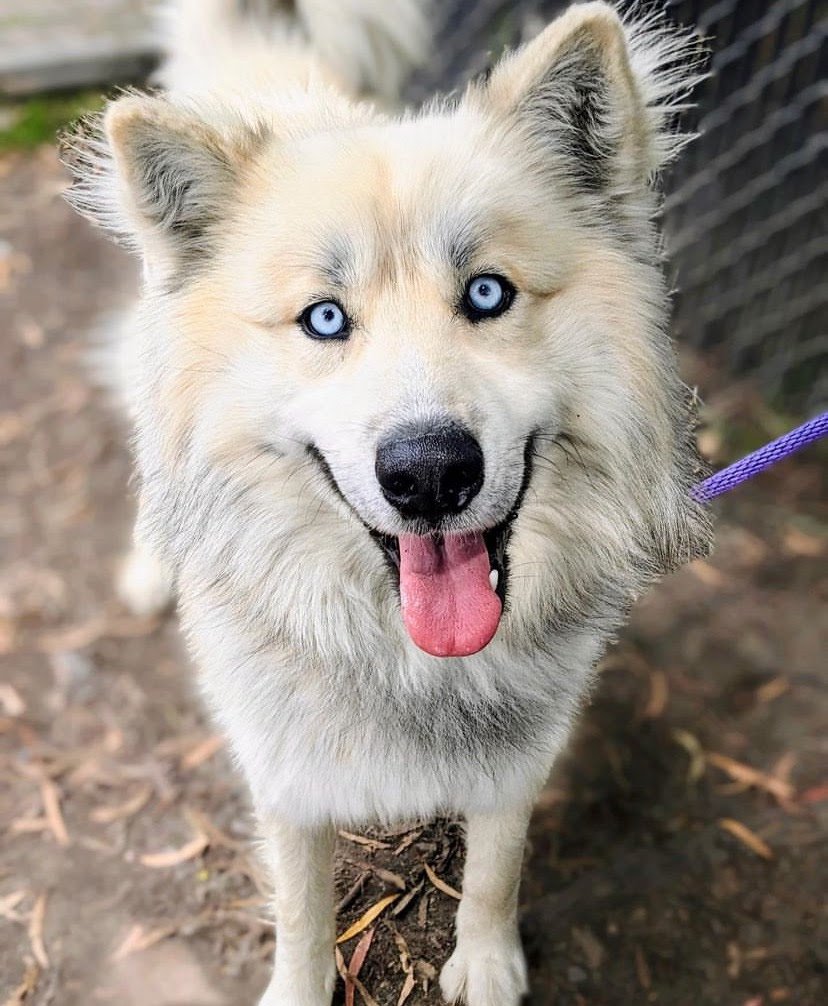 OAS Dog Adoption Pup-Up with X˙CORE, Ride, and Honor Barre!