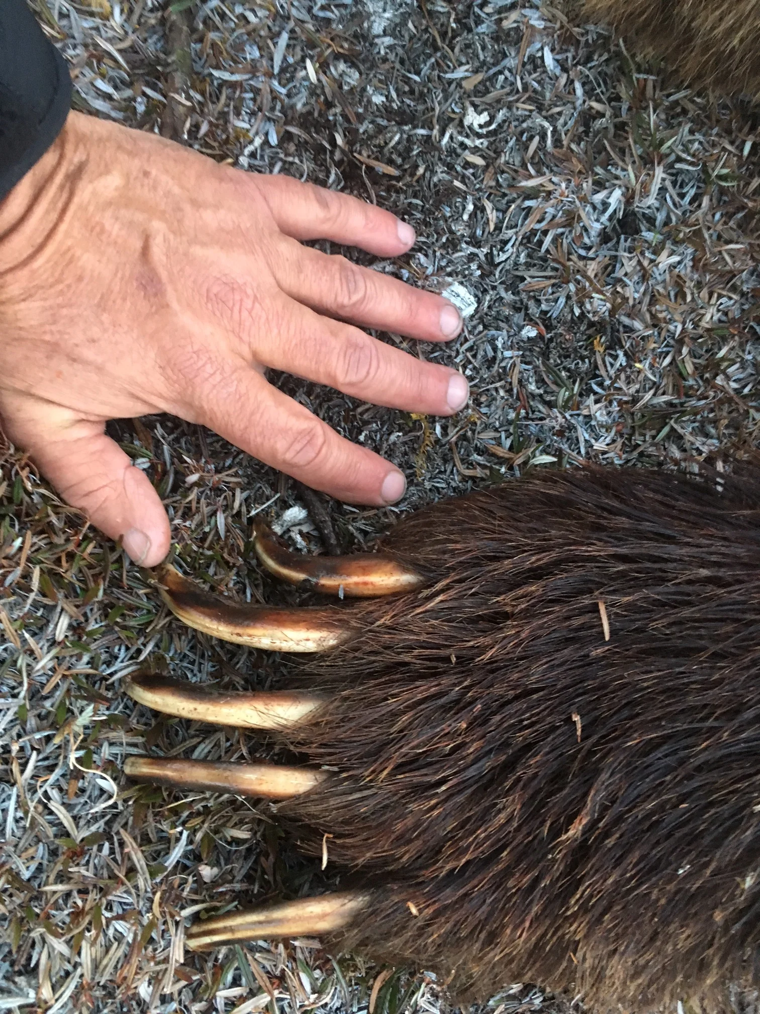 Spring grizzly hunting in the Arctic - 2017