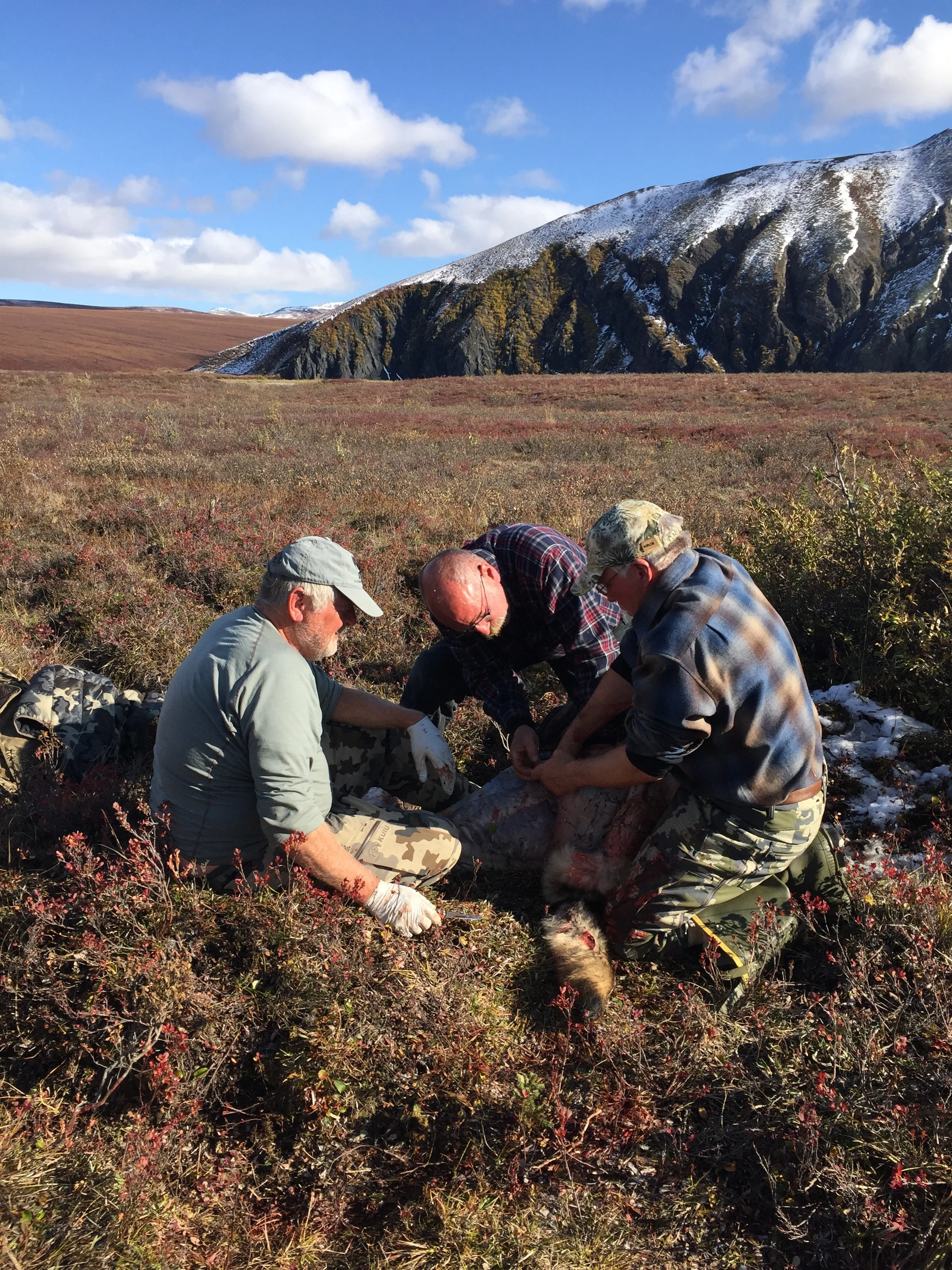 Skinning a wolf in camp - Fall 2017