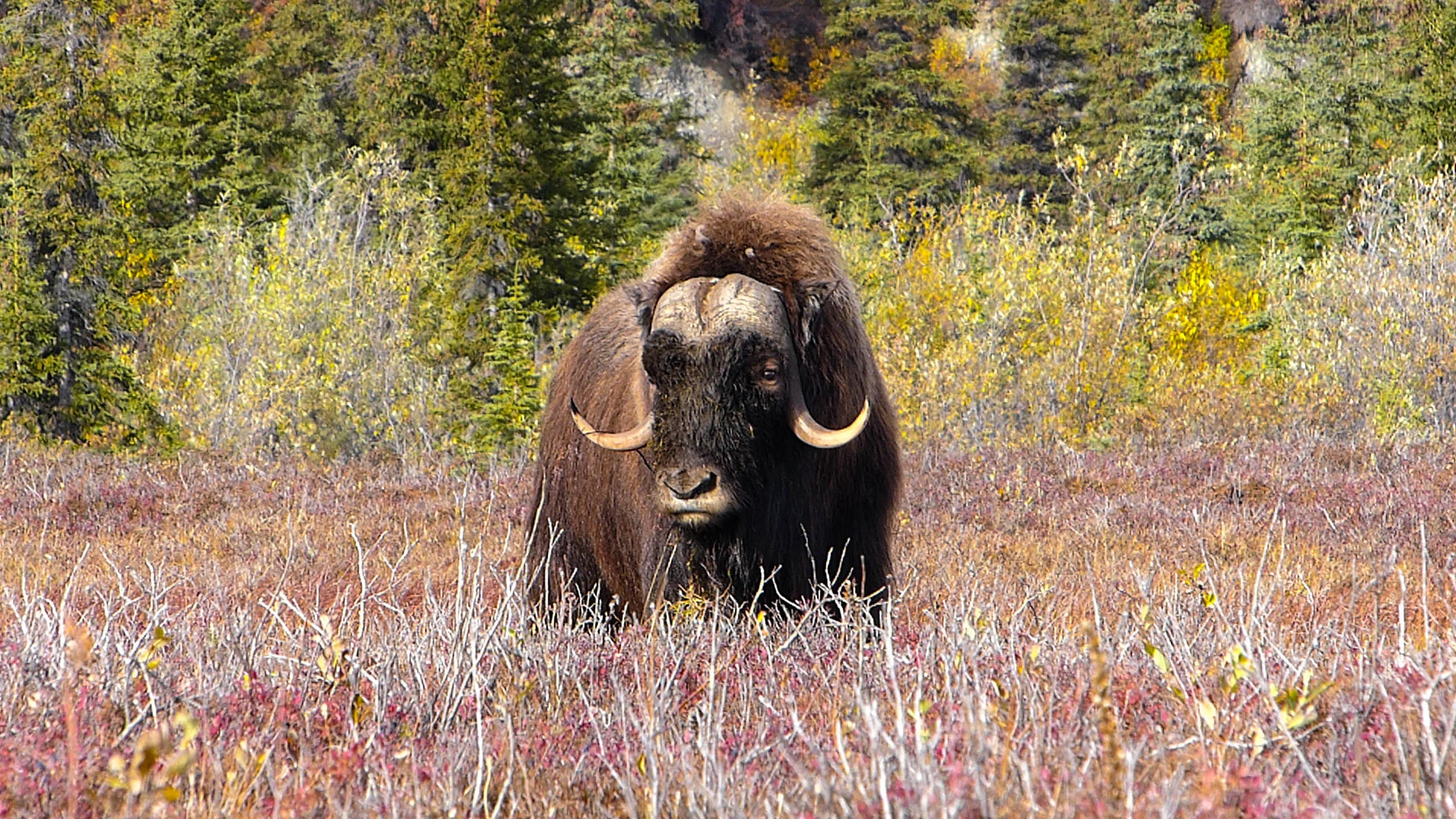 A rare sight just south of the Brooks Range - a musk ox! Fall 2018