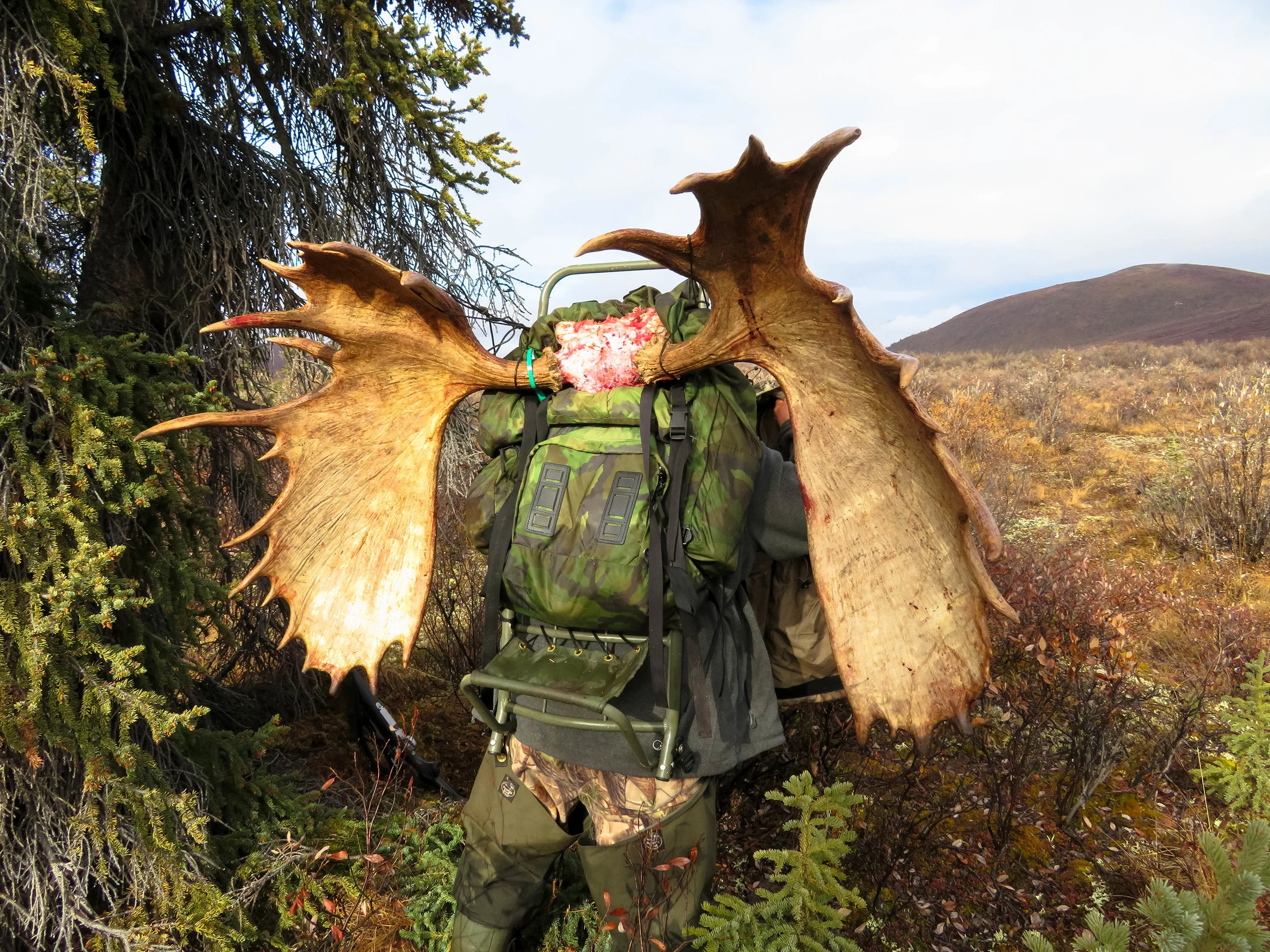 Guide Mark prepares to pack out his hunter's moose antlers; Fall 2018