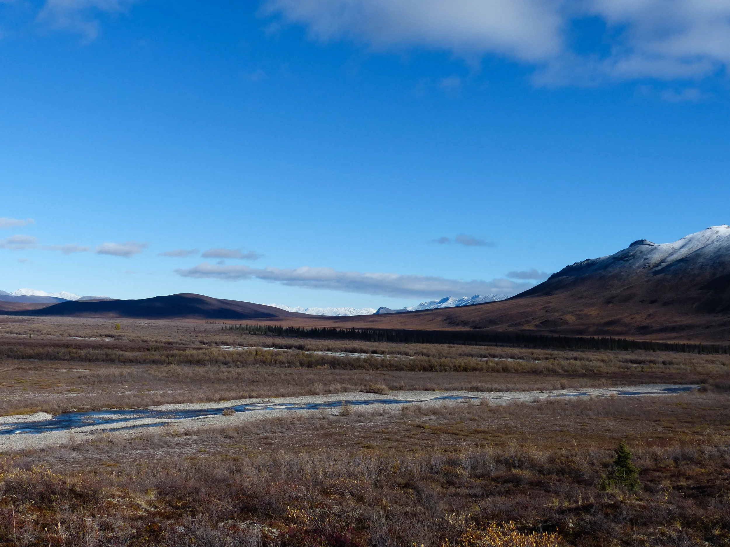 Peninsula Brown Bear Guided Wilderness Hunts Alaska Peninsula — Alaska