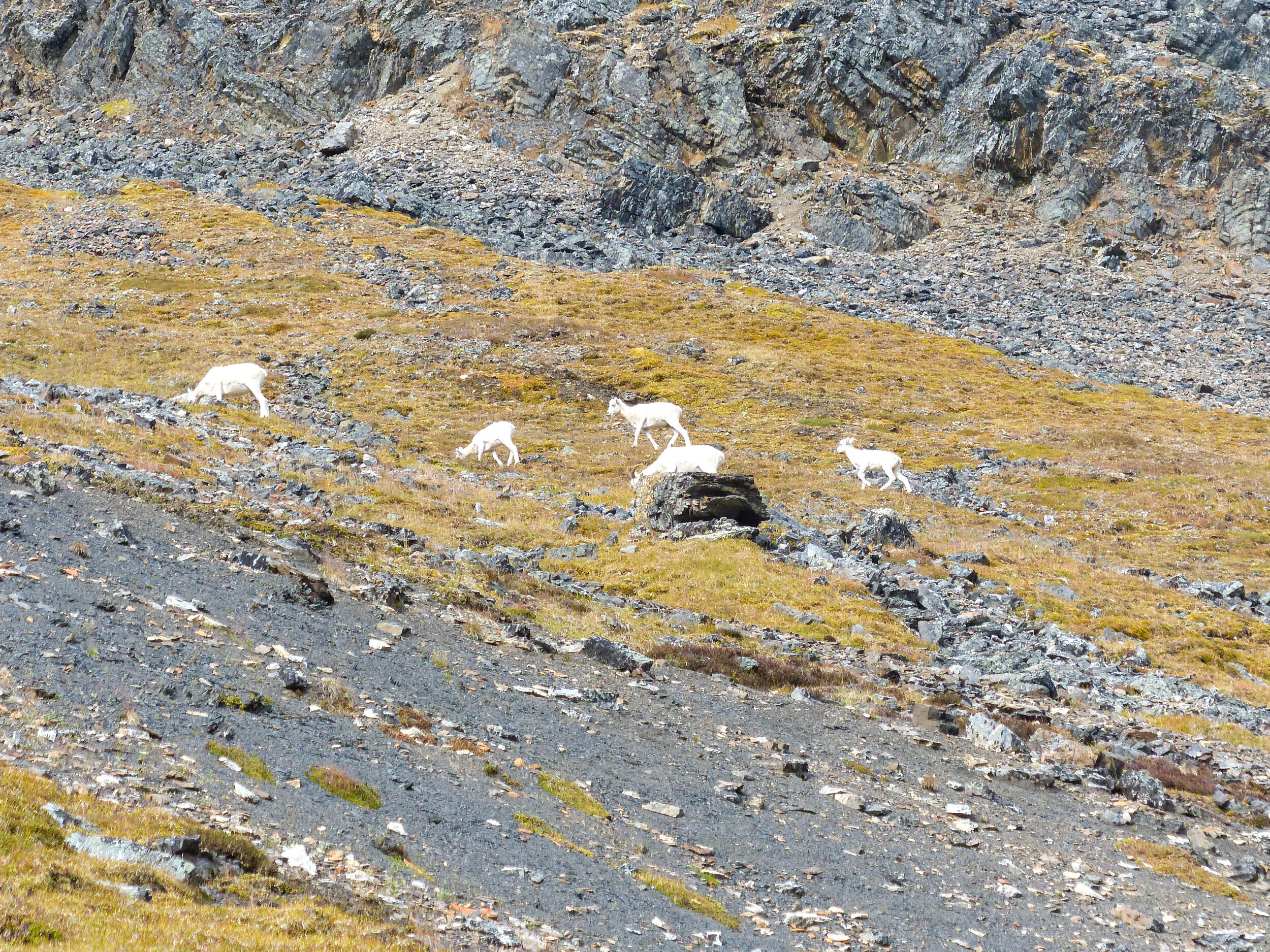 Alaska Guided Hunting Trips with Guides Joe & Joey Klutsch