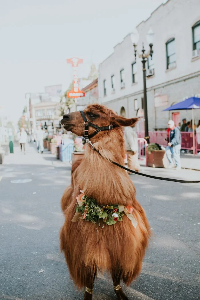 this-couple-celebrated-their-7th-anniversary-with-an-urban-adventure-vow-renewal-in-portland-oregon-jamie-carle-photography-700x1050.jpg