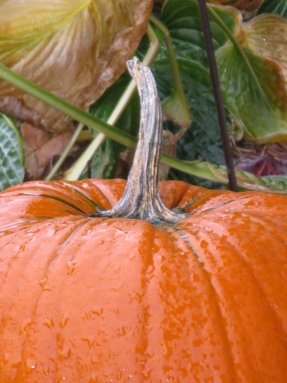 pumpkin.jpg