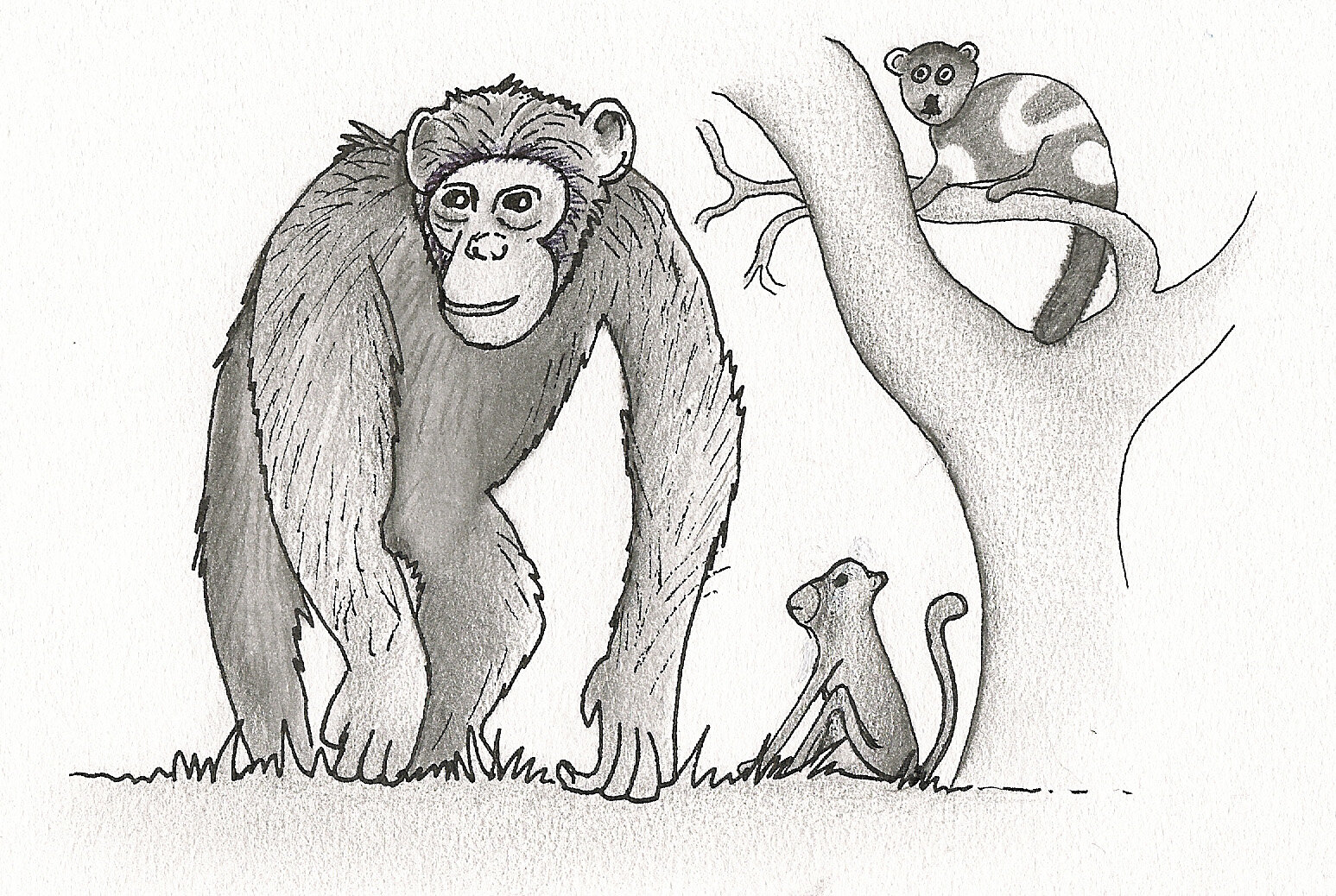 Primates beginning of chapter.jpg