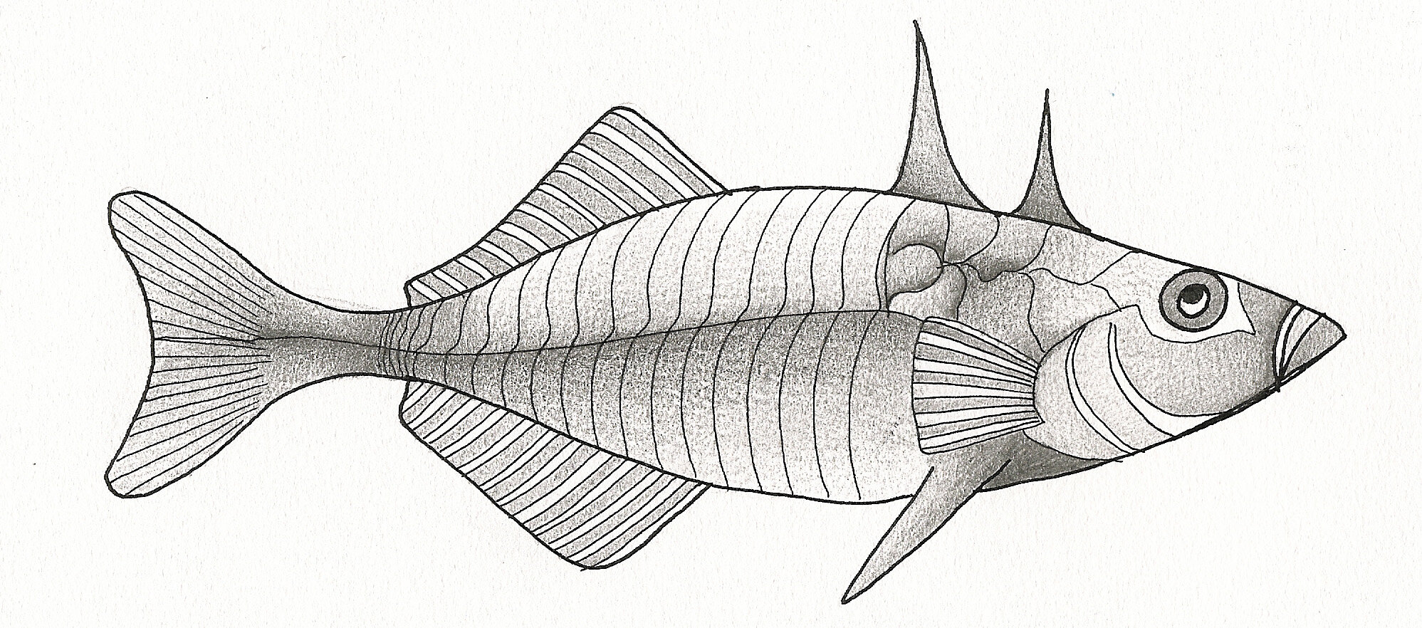 Stickleback fish.jpg