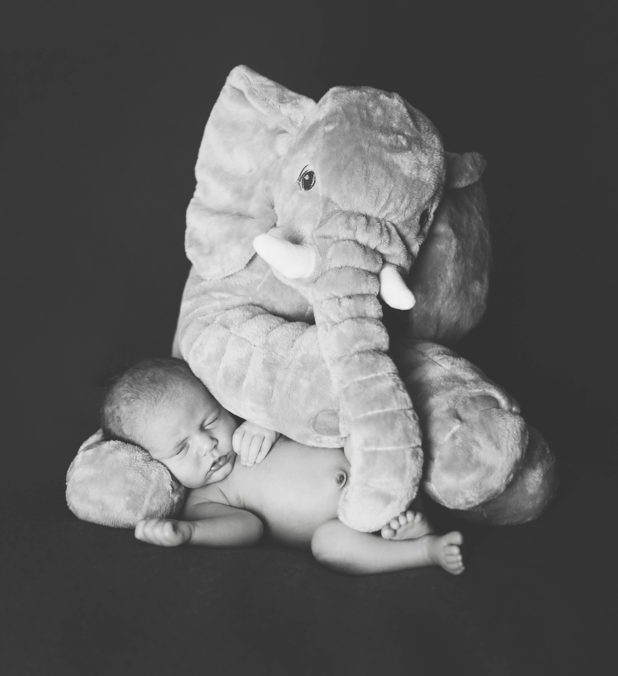 ElephantBW.jpeg