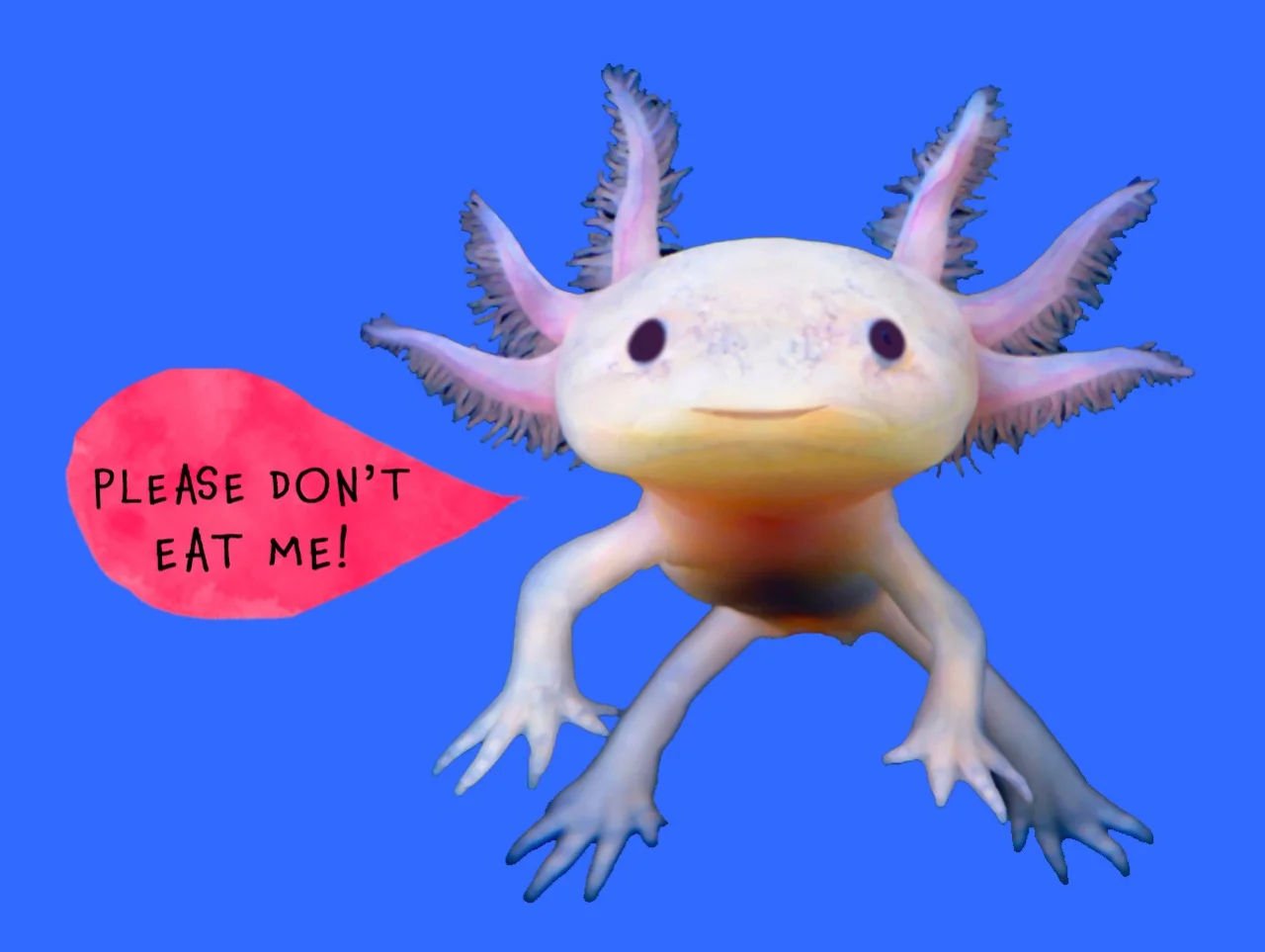 worldwide_buddies_axolotl_no_eating.jpeg