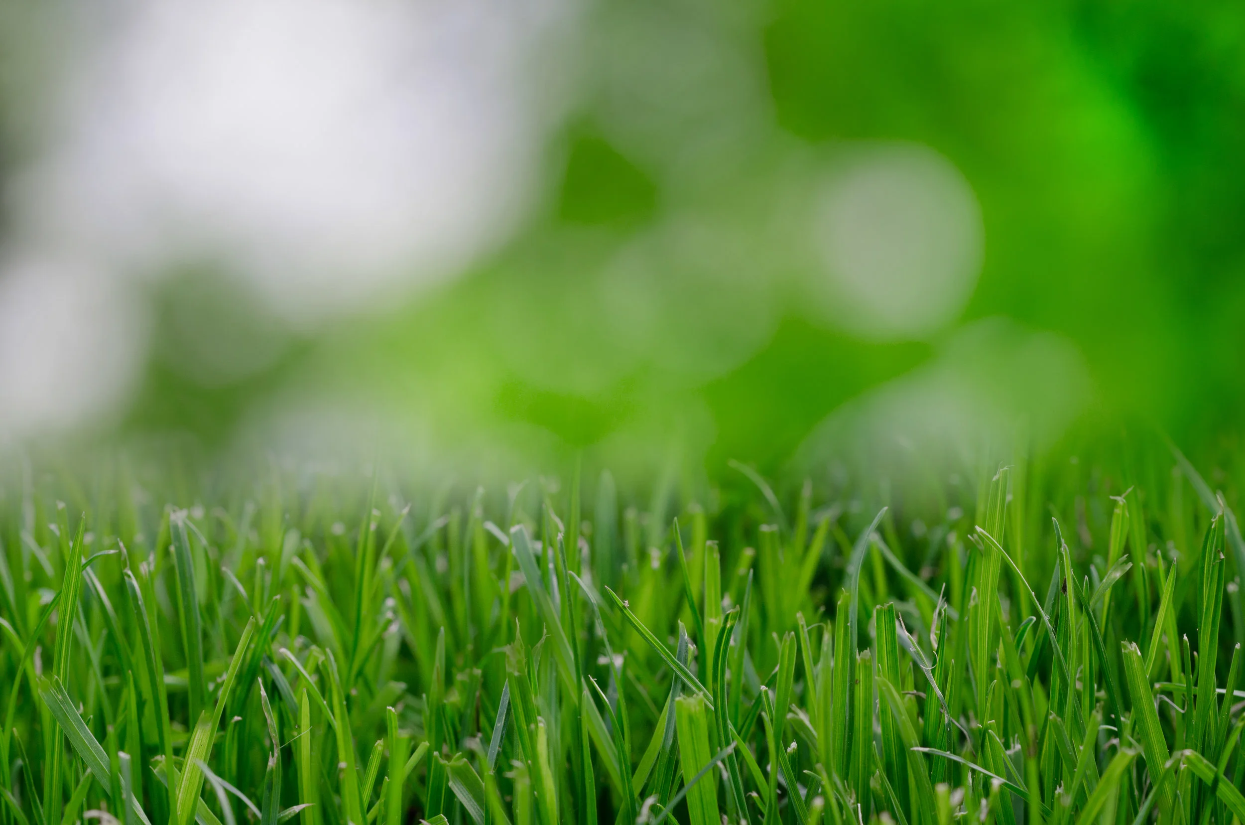 nature-garden-grass-lawn.jpg