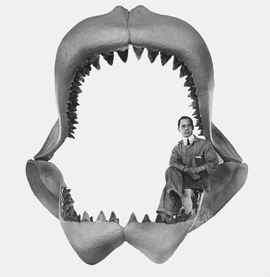 Reconstructed jaws of Carcharocles megalodon by the American Museum of Natural History, New York. This 1927 reconstruction is now thought to be about 30% too big, based on what we know about the teeth, but gives a good idea of the monstrous size of this shark.