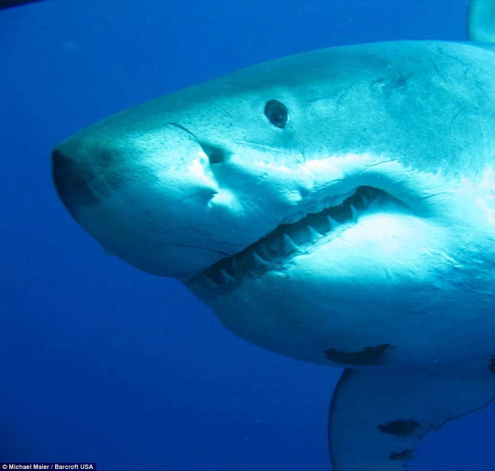 That's A Twenty Footer: 'Deep Blue' The Largest Great White Shark Ever Caught On Camera
