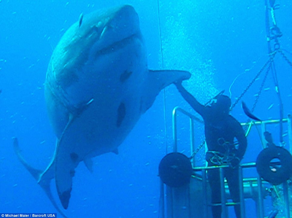 That's A Twenty Footer 'Deep Blue' The Largest Great White Shark Ever