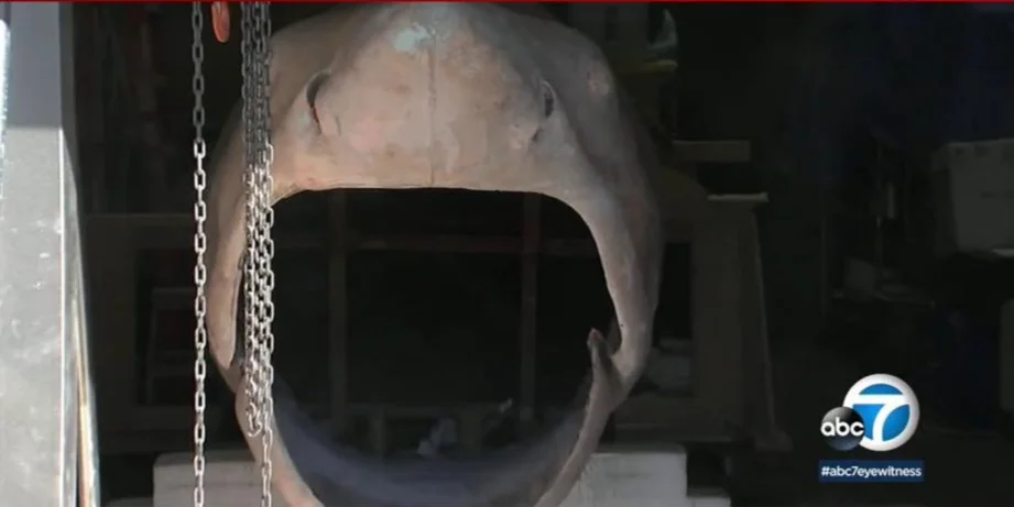 “You’ve got a Hell of a fish of a fish out there, with a mouth about this big.”
